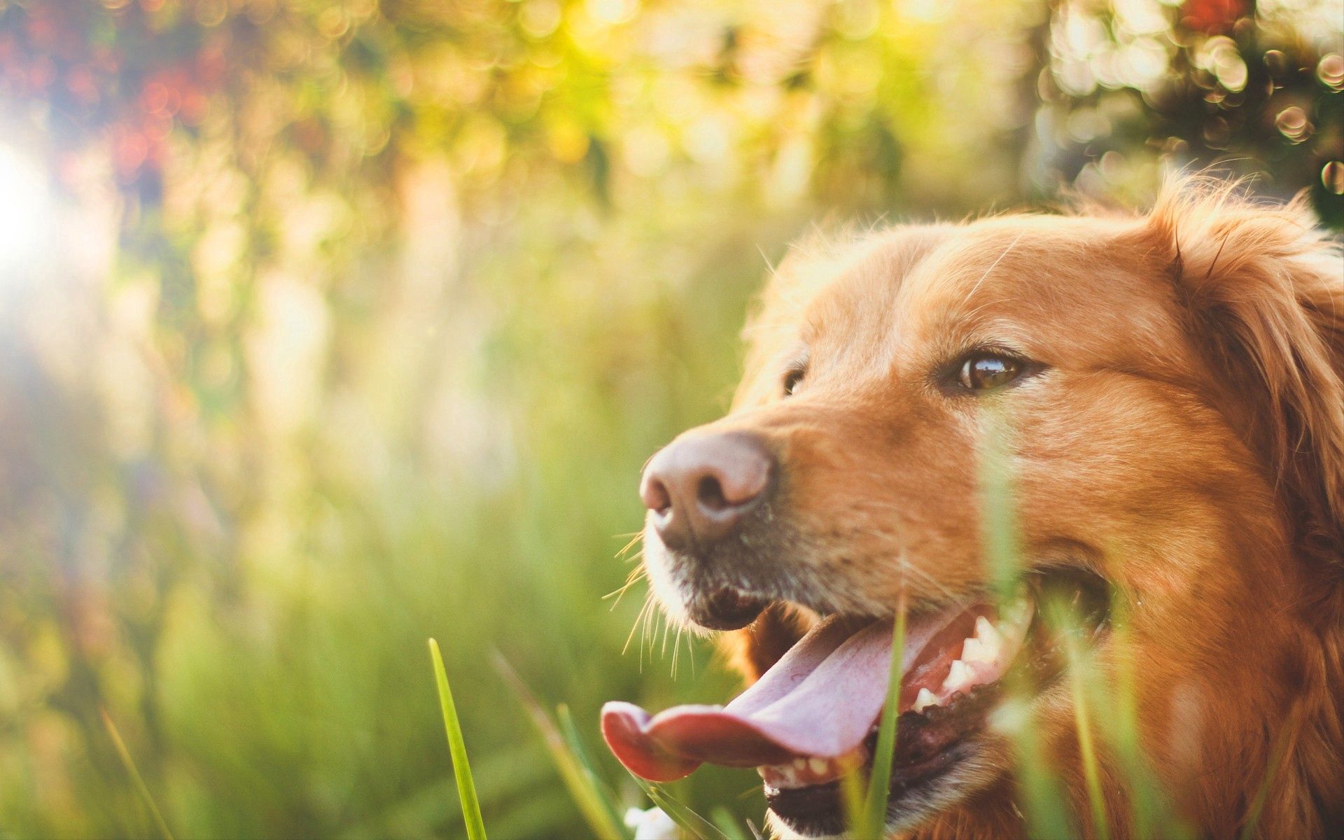 Download mobile wallpaper Muzzle, Grass, Sunlight, Dog, Animals for free.