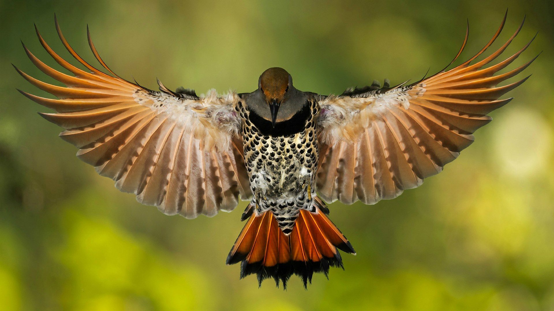 Laden Sie das Schnabel, Flügel, Schwanz, Tiere, Flecken, Spots-Bild kostenlos auf Ihren PC-Desktop herunter