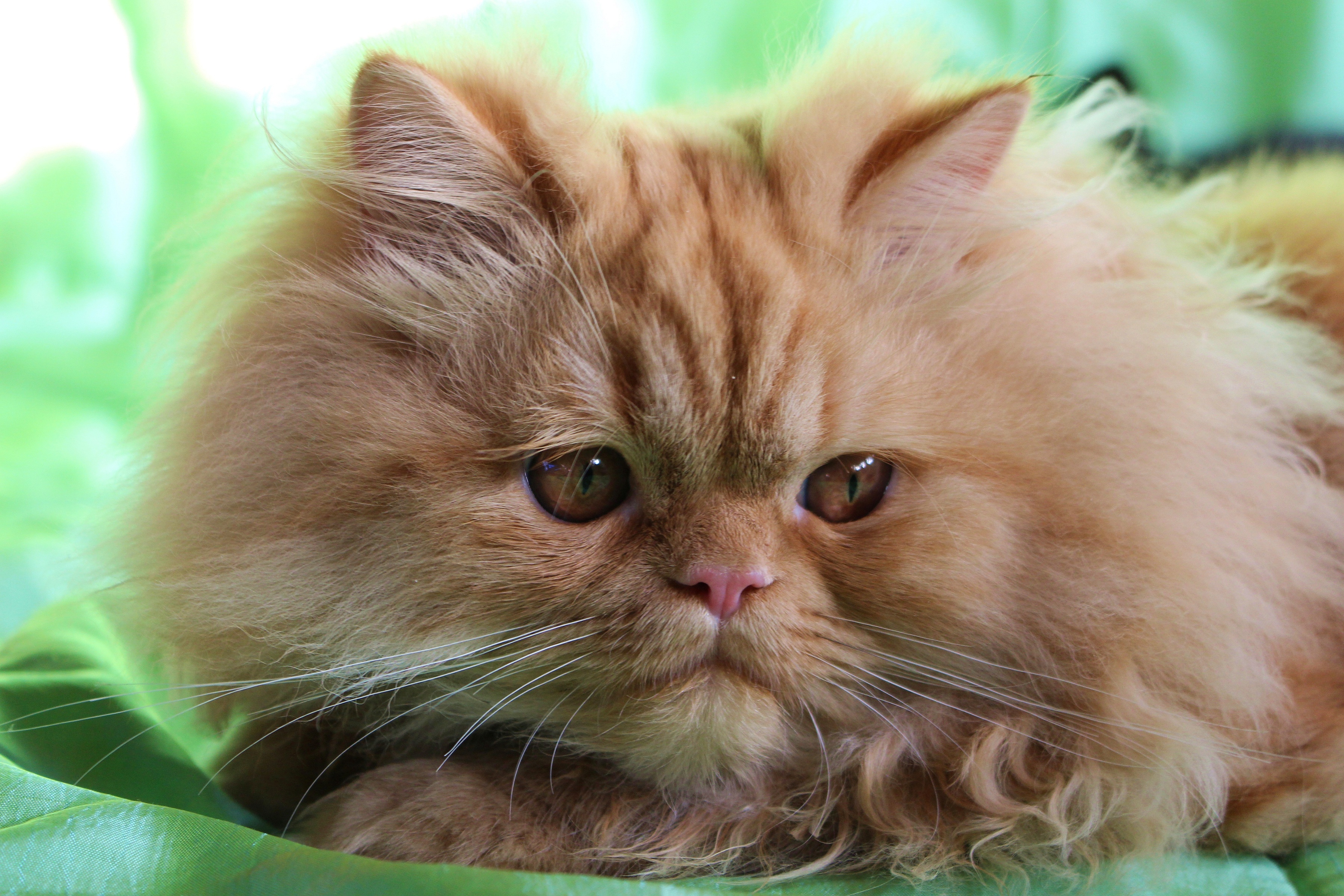 persian cat, animal, cat, fluffy, muzzle, cats
