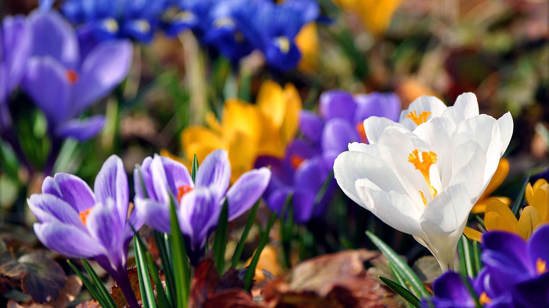 Free download wallpaper Snowdrops, Flowers, Plant, Flowering, Bloom on your PC desktop