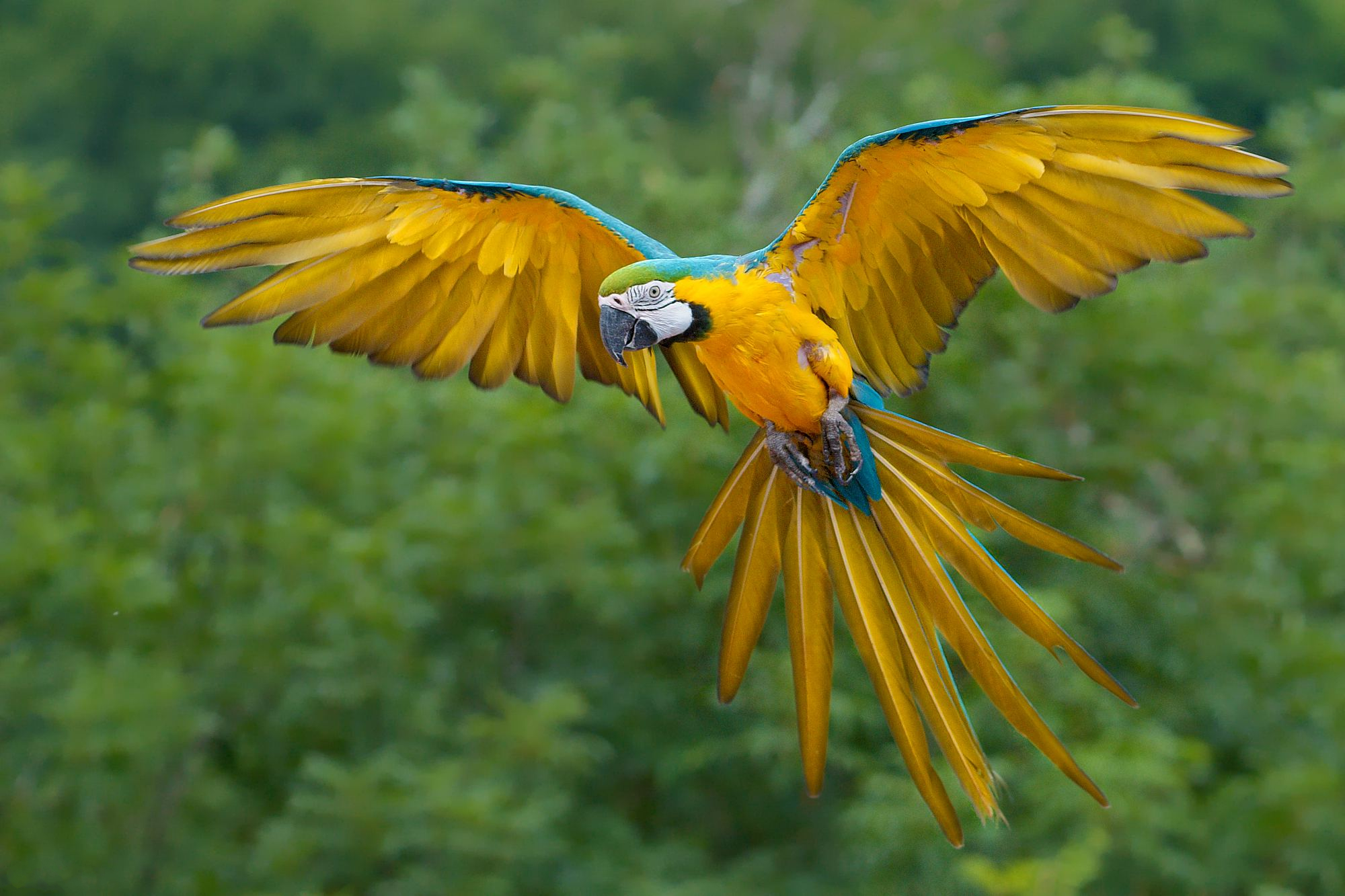 Download mobile wallpaper Birds, Bird, Flight, Animal, Wings, Macaw, Flying, Blue And Yellow Macaw for free.