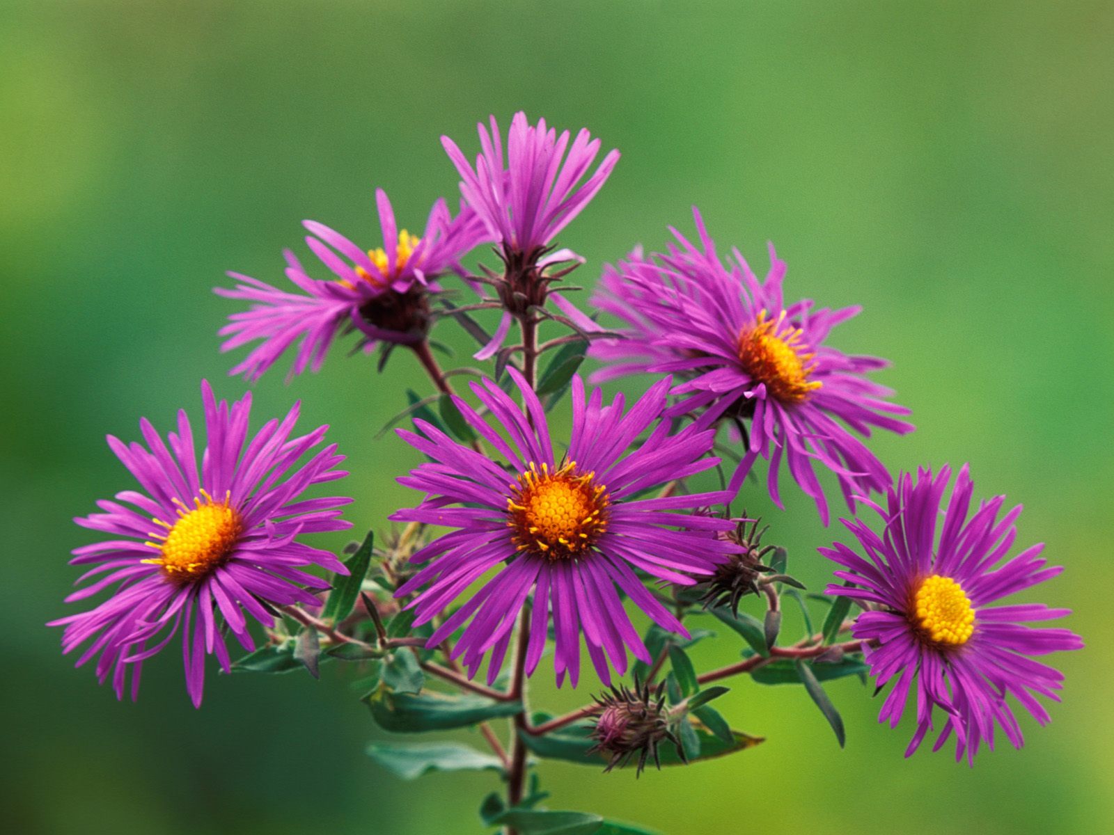 Laden Sie das Blumen, Blume, Erde/natur-Bild kostenlos auf Ihren PC-Desktop herunter