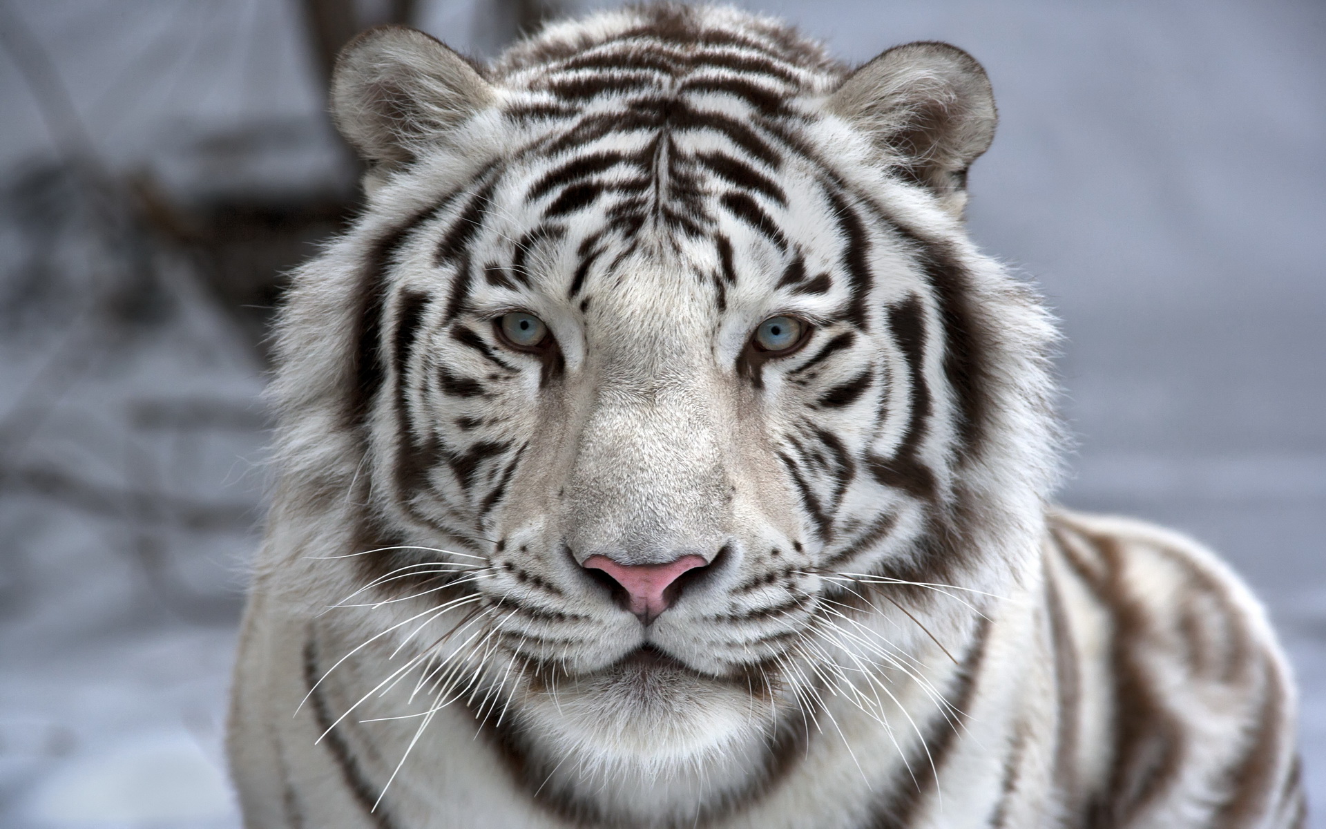 animal, white tiger, cats