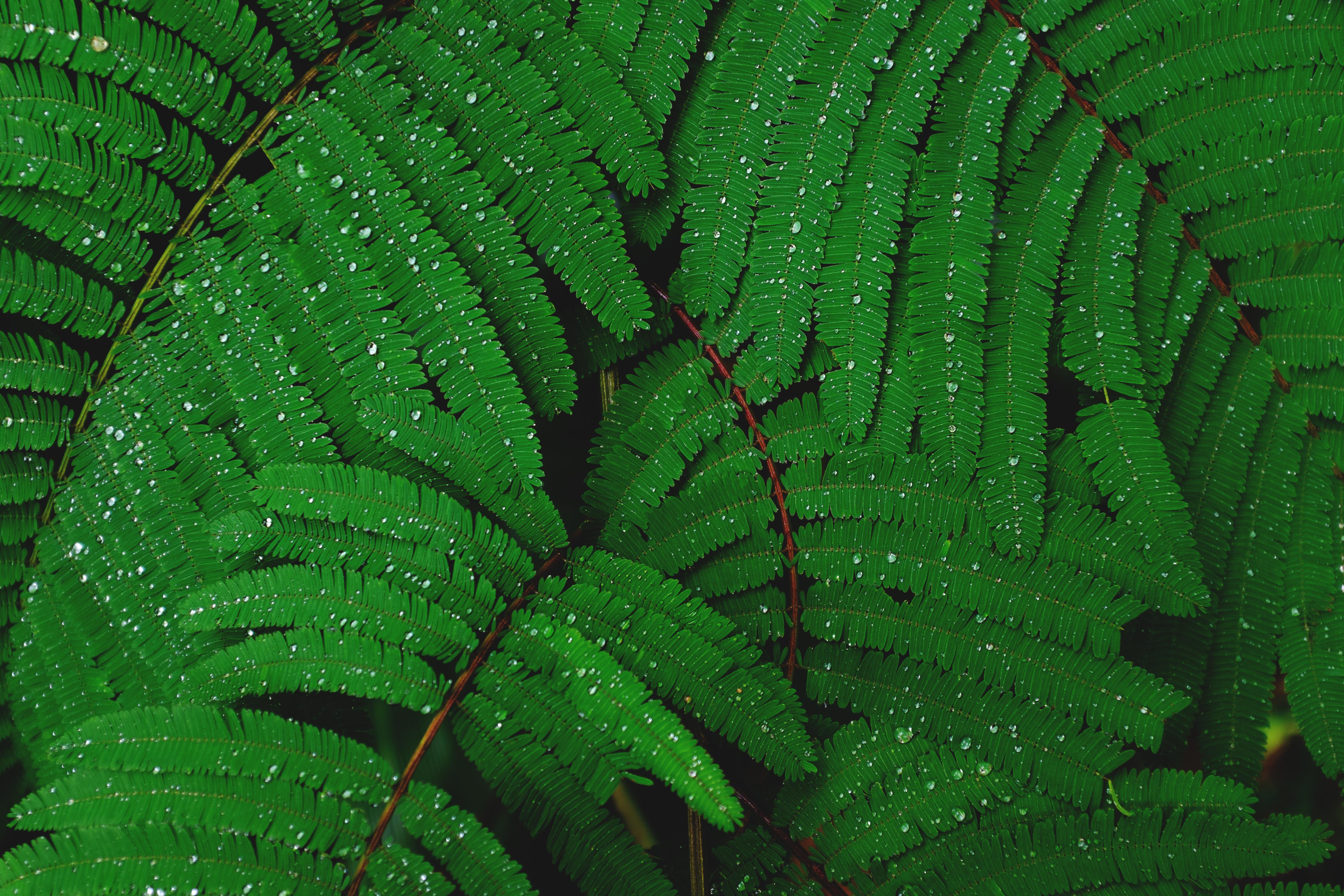 Free download wallpaper Fern, Close Up, Earth, Dew, Water Drop on your PC desktop
