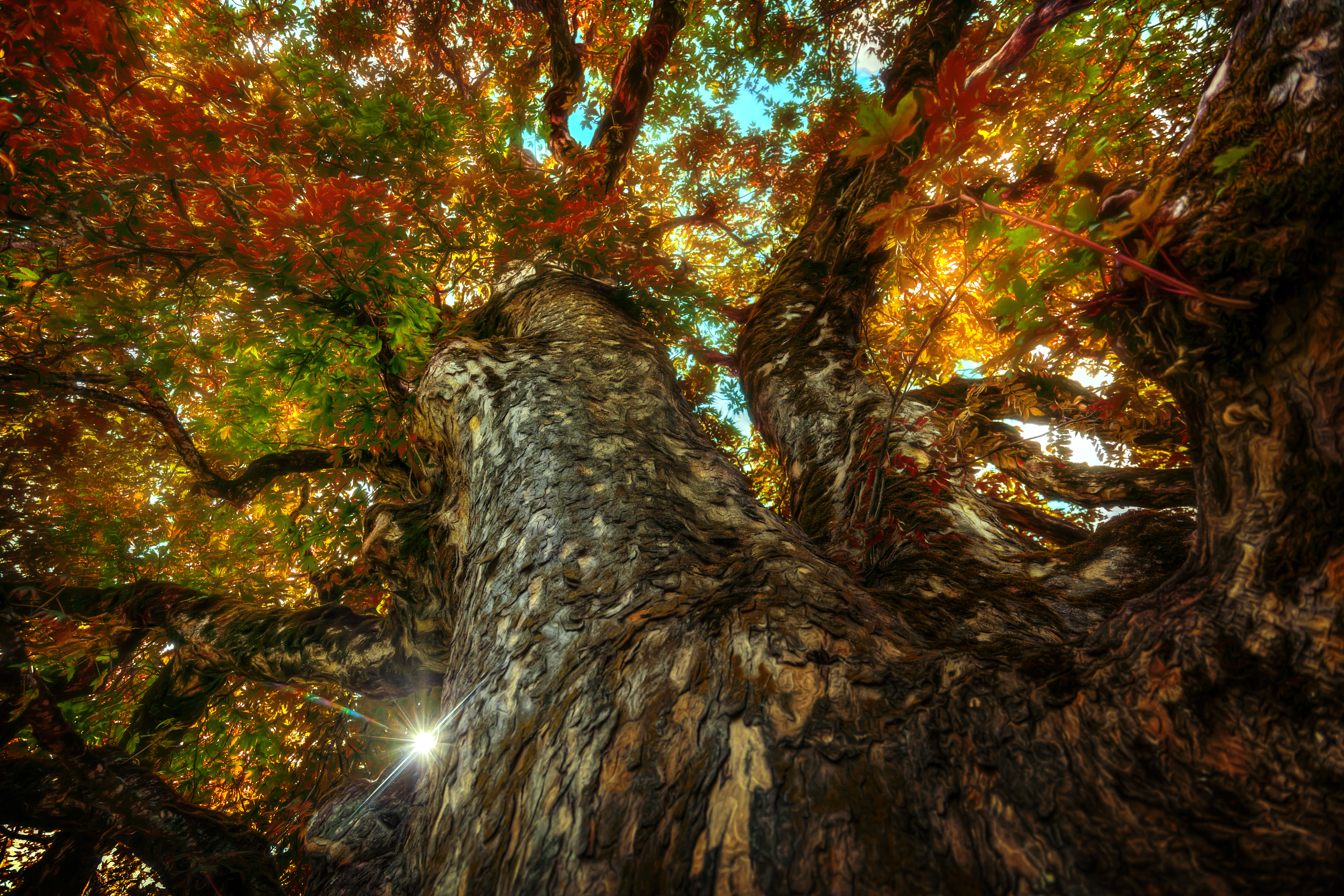 Скачать картинку Природа, Деревья, Осень, Дерево, Земля/природа, Верхушки Деревьев в телефон бесплатно.