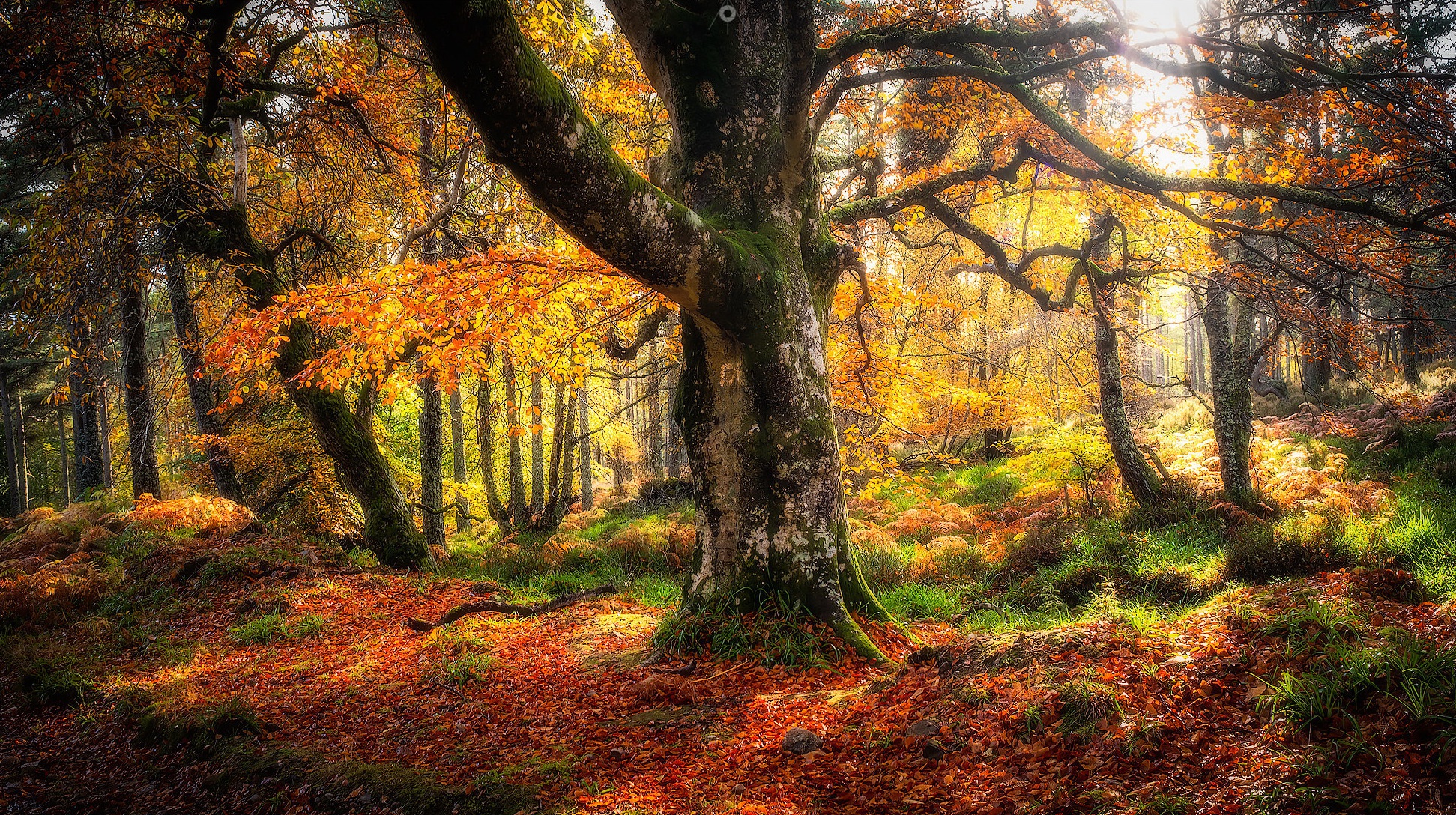 Téléchargez des papiers peints mobile Automne, Forêt, La Nature, Terre/nature gratuitement.