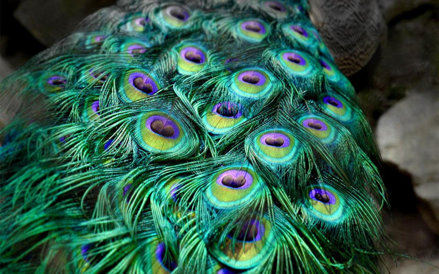 Download mobile wallpaper Birds, Feather, Colors, Animal, Colorful, Peacock for free.