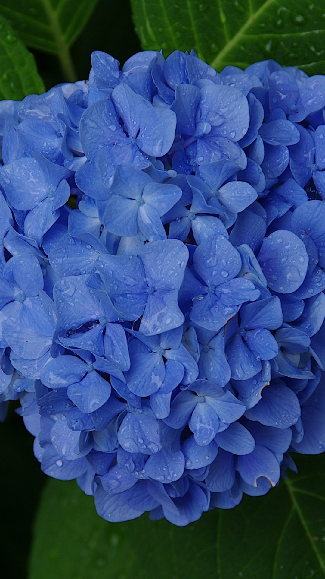 Download mobile wallpaper Flowers, Earth, Hydrangea for free.