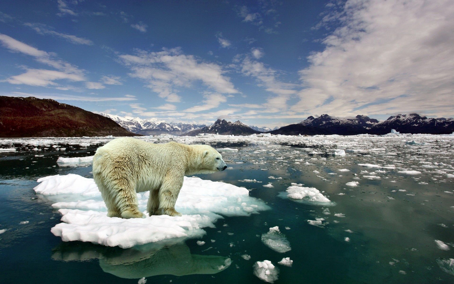 Free download wallpaper Bear, Polar Bear, Animals, Snow, Cold, Ice on your PC desktop