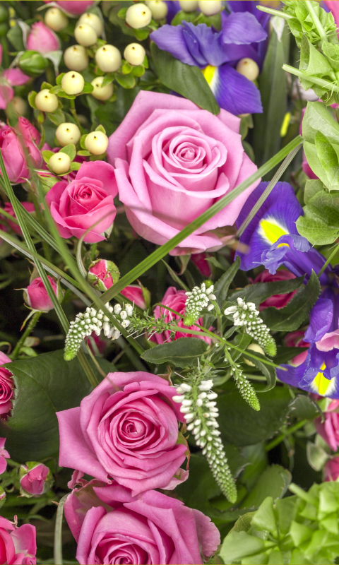 Скачати мобільні шпалери Квітка, Роза, Земля, Боке, Фіолетова Квітка, Рожева Квітка, Флауерзи безкоштовно.