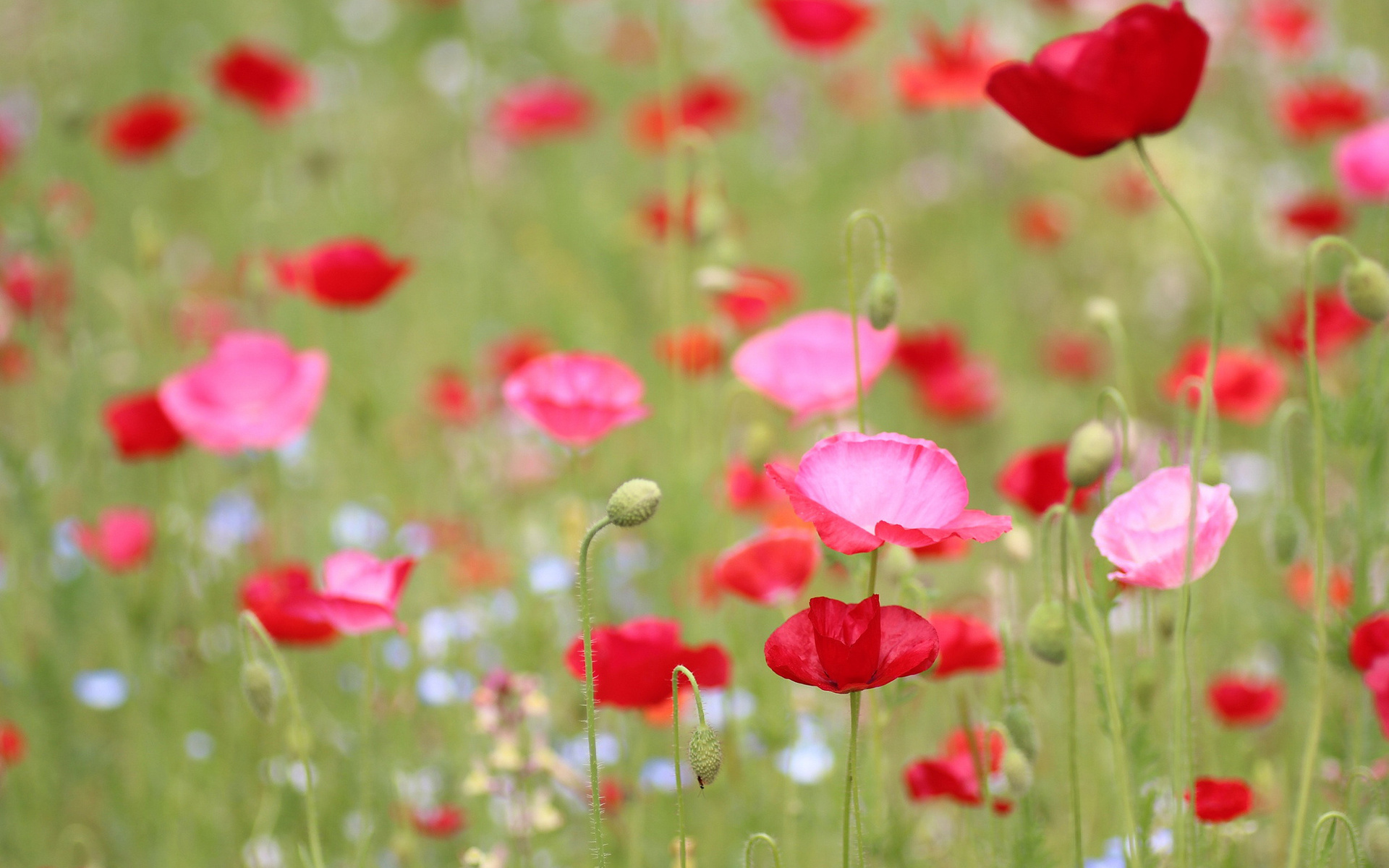 Free download wallpaper Flowers, Flower, Earth, Poppy on your PC desktop