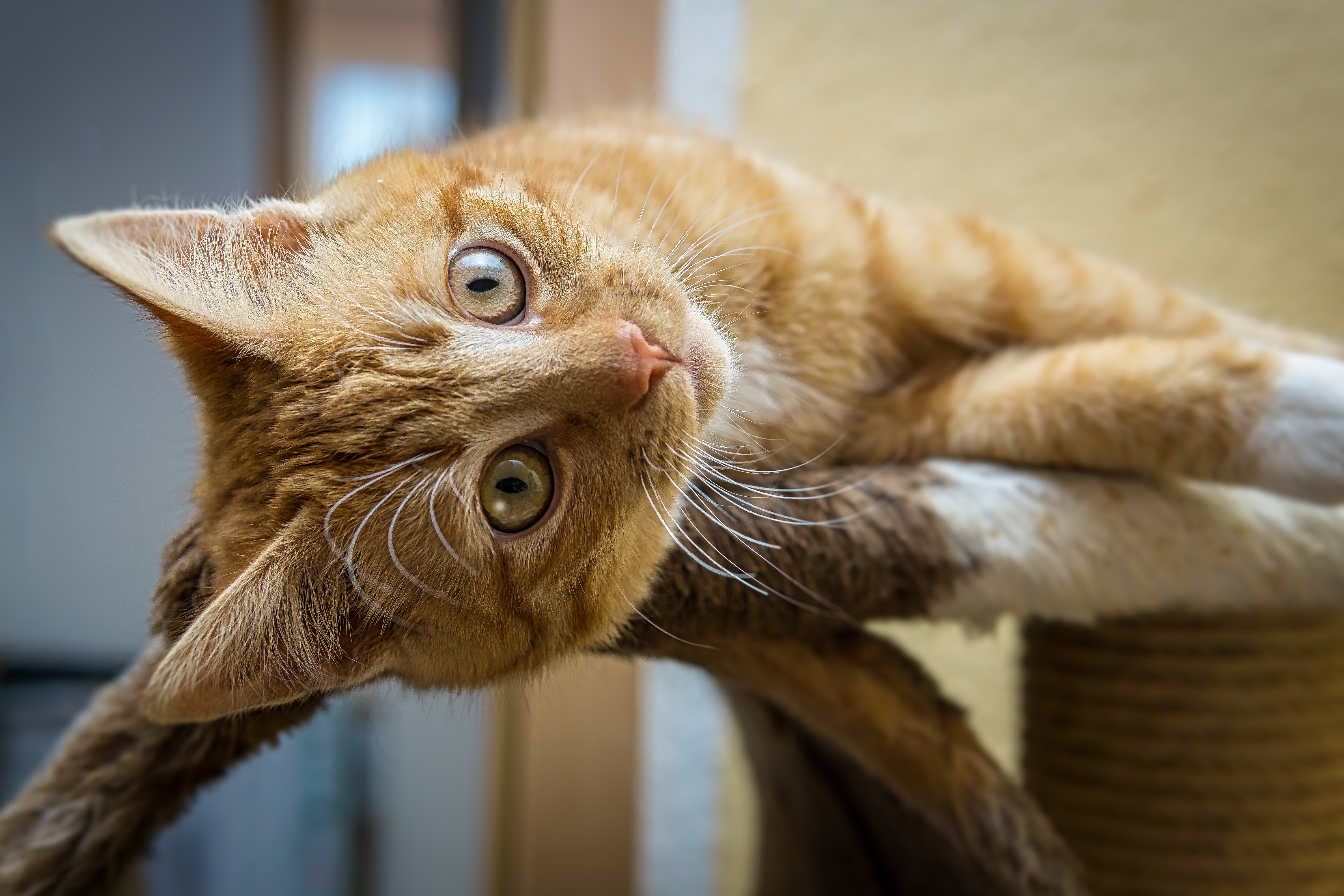 Baixar papel de parede para celular de Animais, Gatos, Gato gratuito.