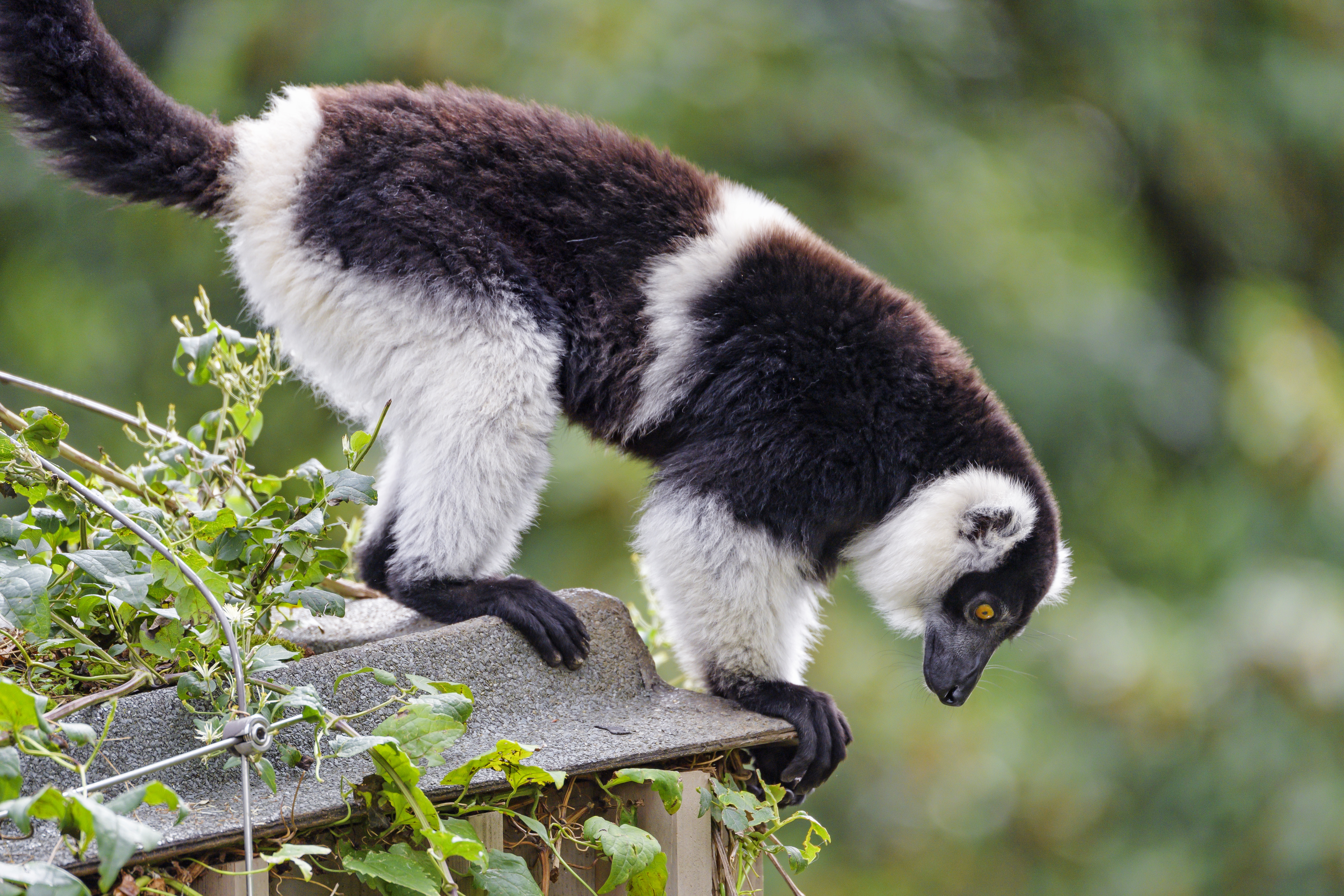 Laden Sie das Sicht, Meinung, Lemur, Profil, Tiere, Tier-Bild kostenlos auf Ihren PC-Desktop herunter