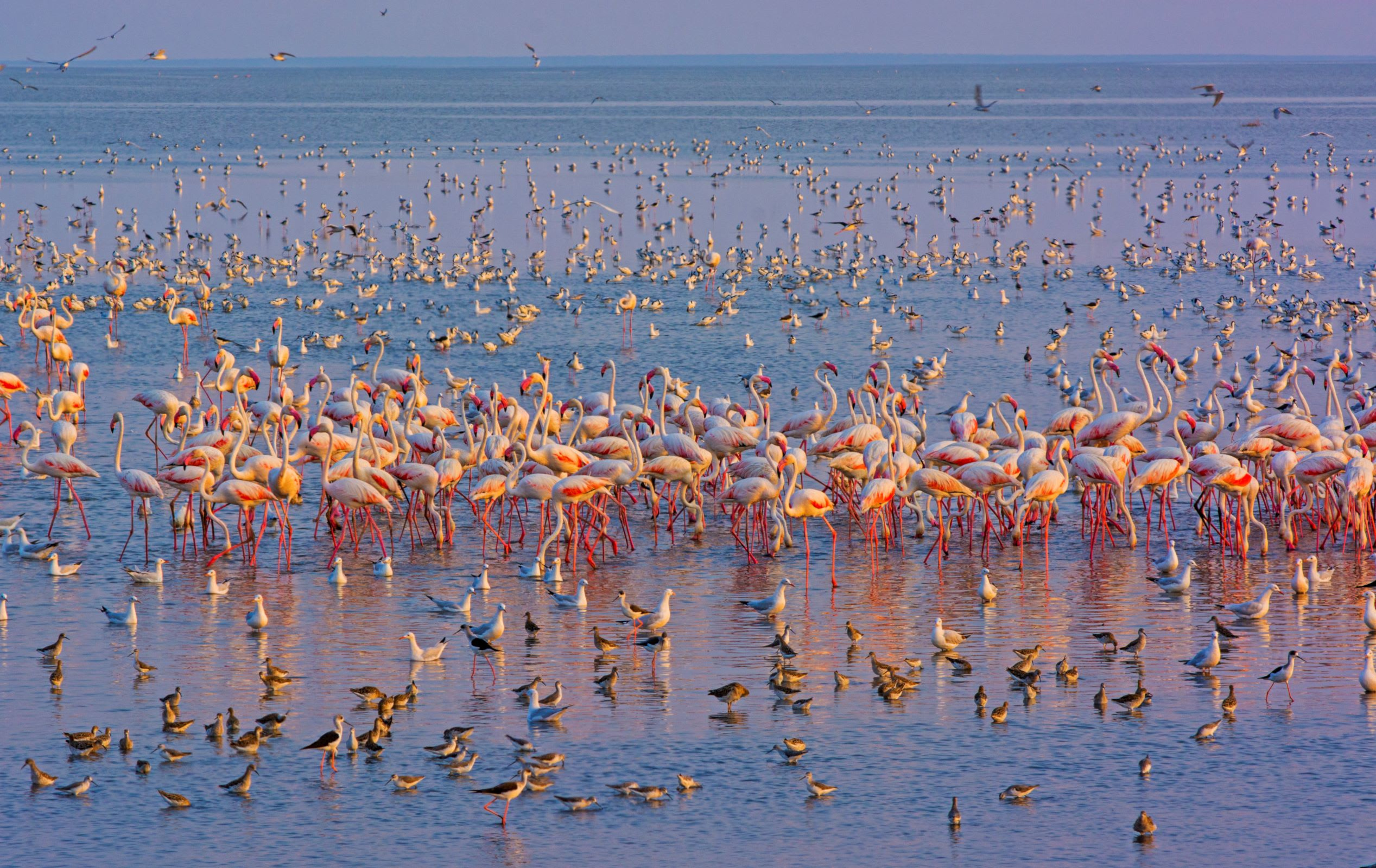 Download mobile wallpaper Birds, Water, Flamingo, Bird, Animal, Flock Of Birds for free.
