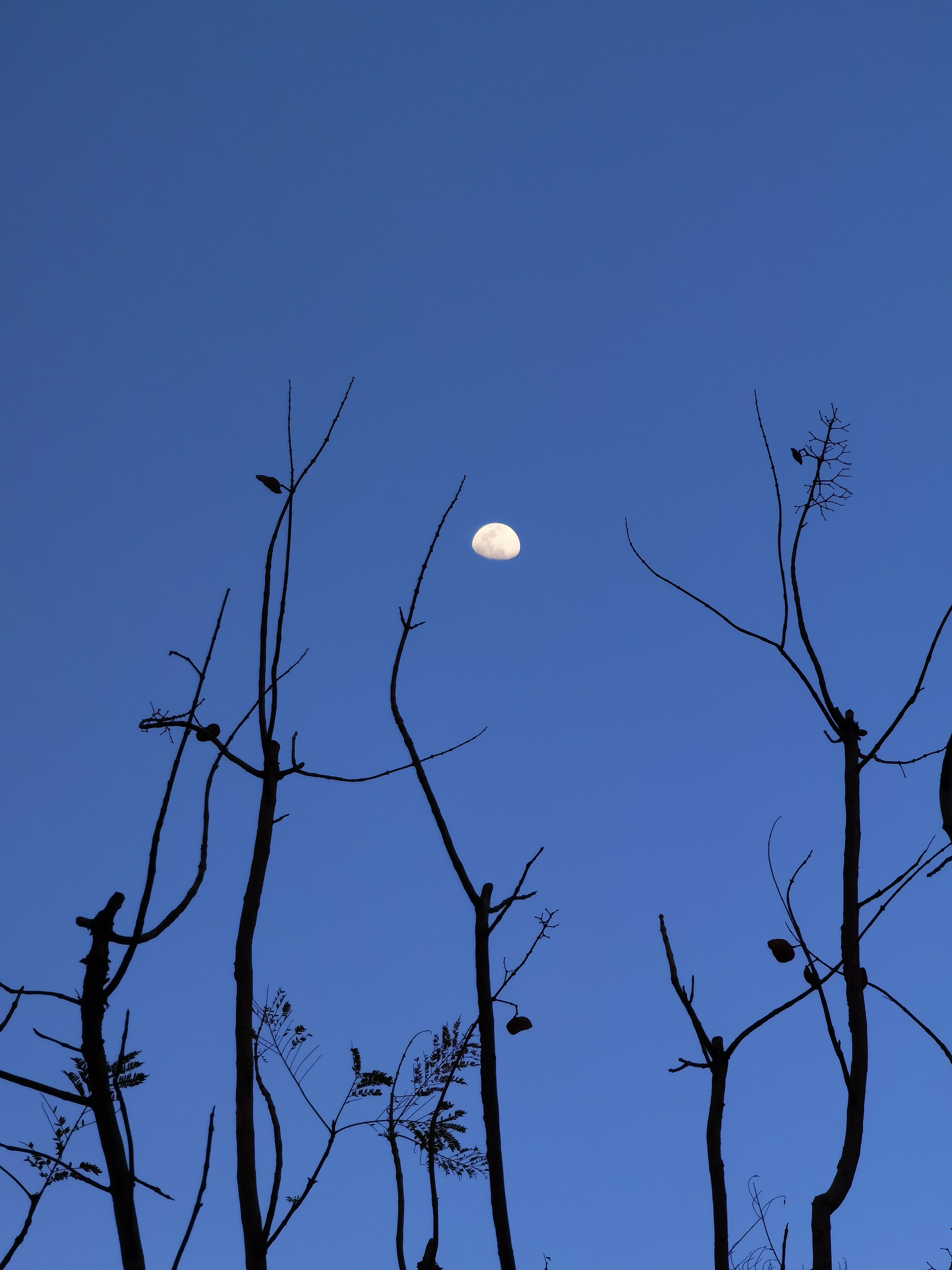 Download mobile wallpaper Branches, Evening, Nature, Silhouette, Moon for free.