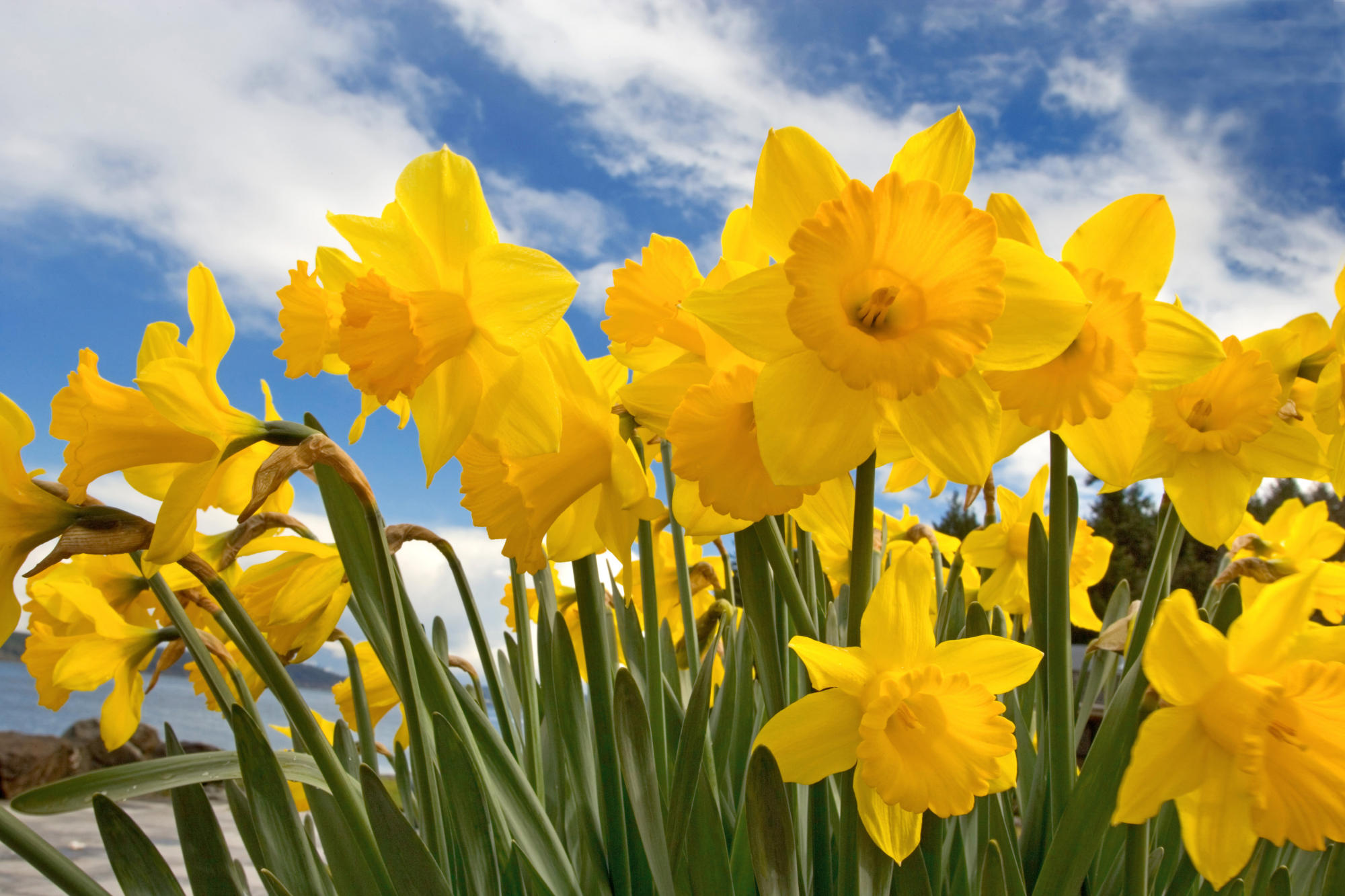 Download mobile wallpaper Flowers, Flower, Earth, Yellow Flower, Daffodil for free.