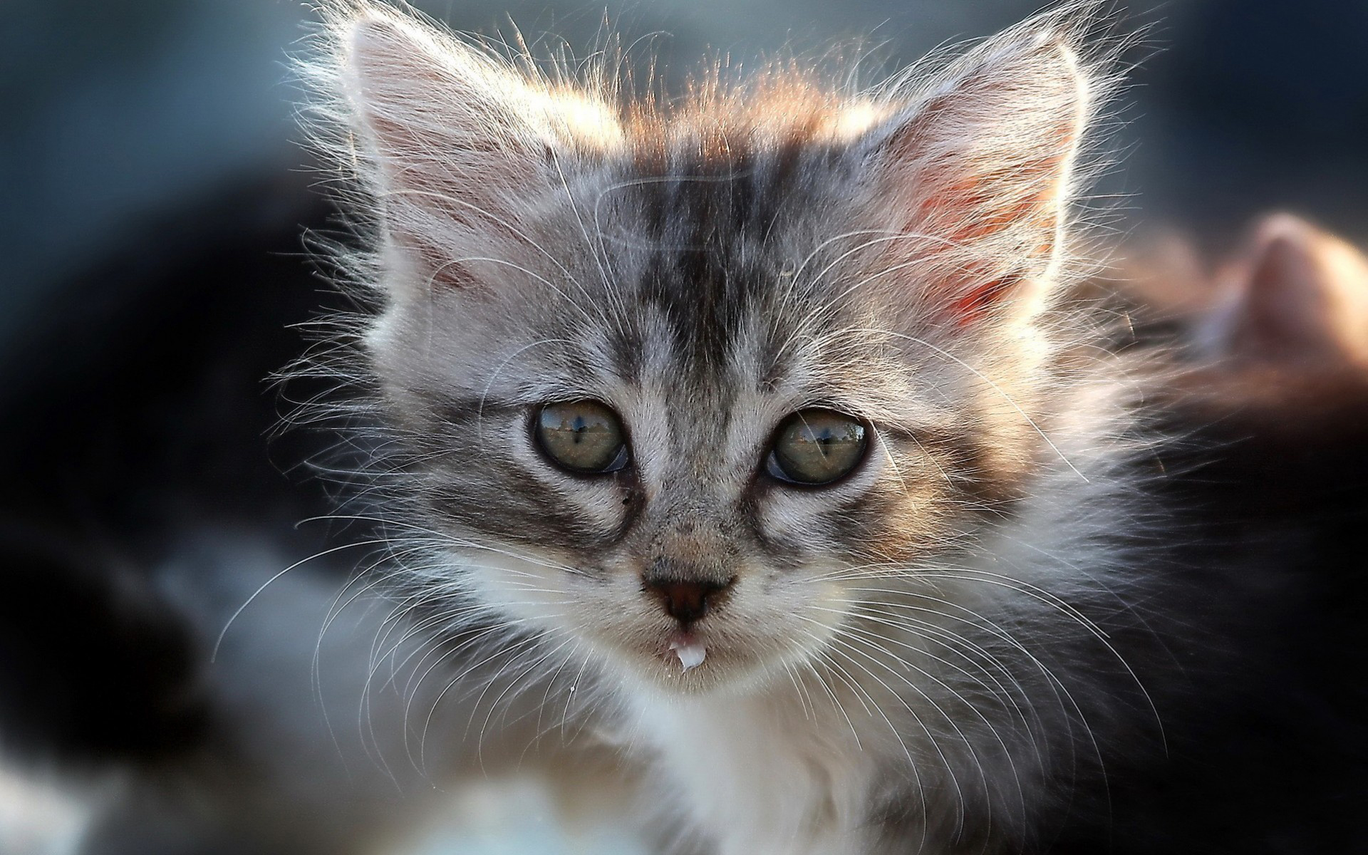 Baixar papel de parede para celular de Animais, Gatos, Gato gratuito.