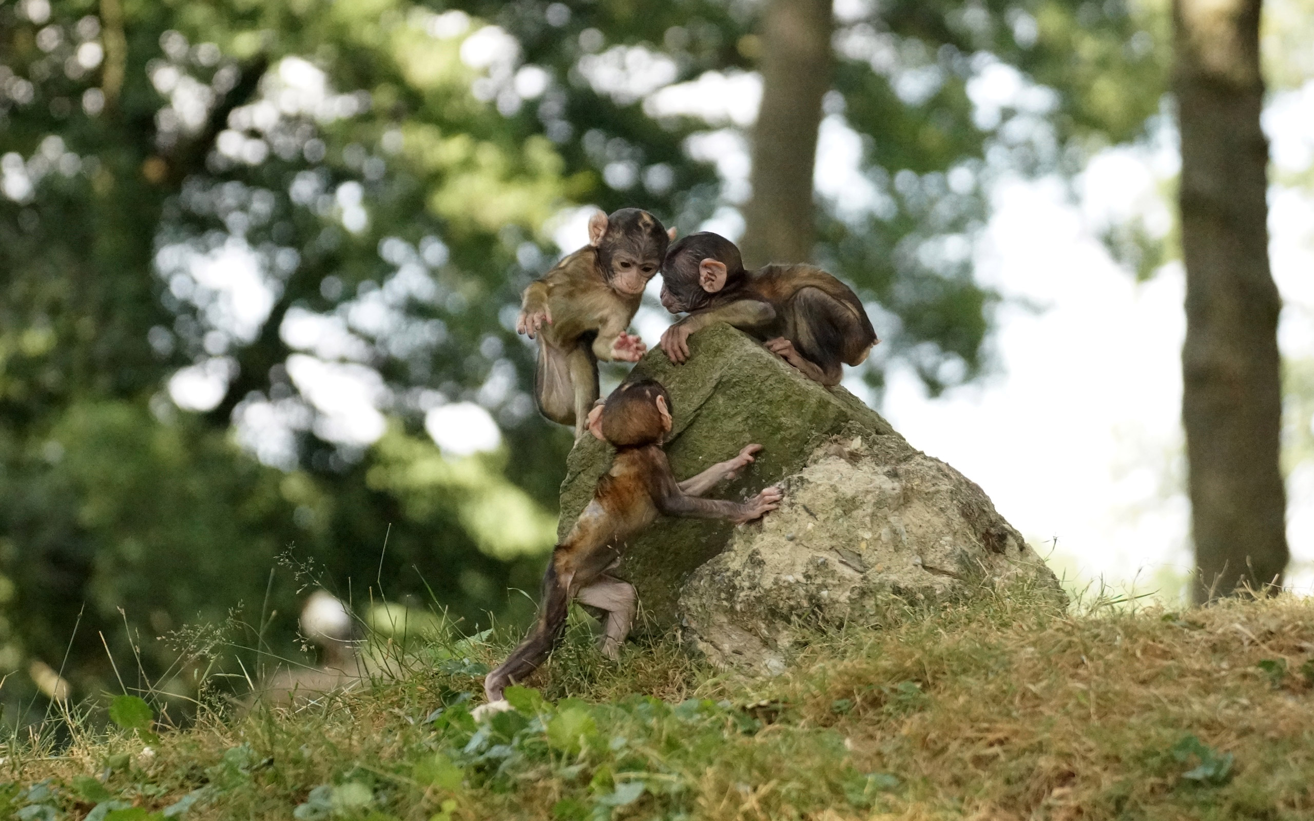 Handy-Wallpaper Affen, Tiere kostenlos herunterladen.