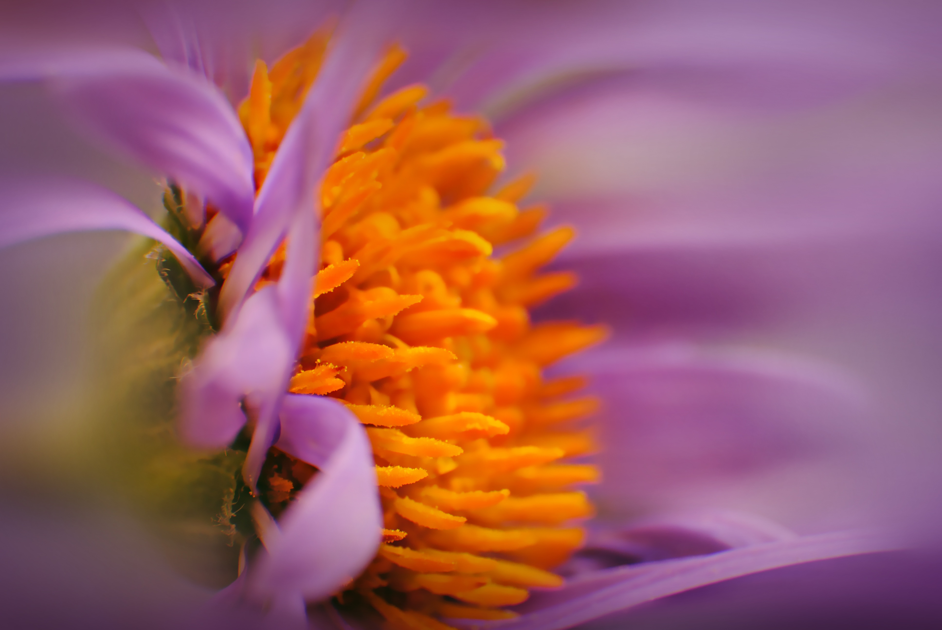 Free download wallpaper Flower, Macro, Bud, Pollen, Close Up on your PC desktop