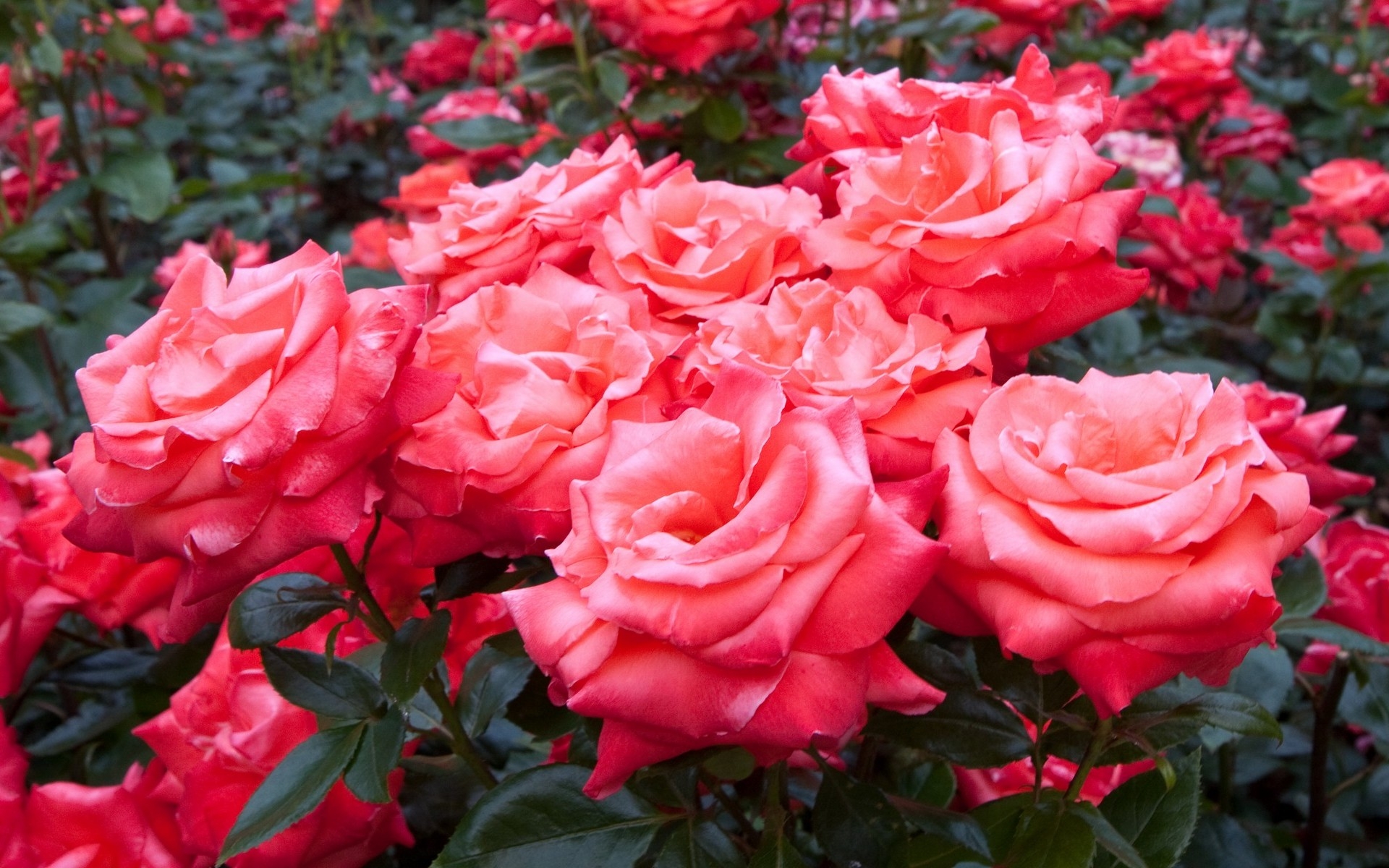 Завантажити шпалери безкоштовно Природа, Квітка, Роза, Земля, Рожева Квітка, Трояндовий Кущ, Флауерзи картинка на робочий стіл ПК