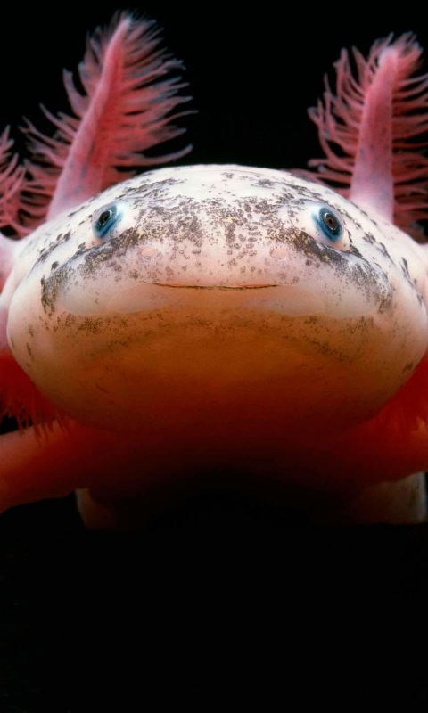axolotl, animal QHD