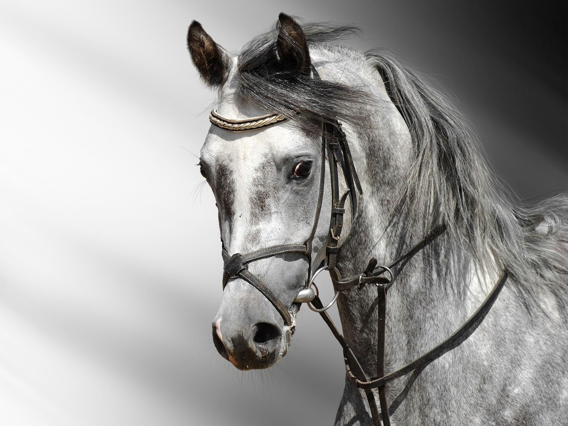 wallpapers horse, animals, color, head, team