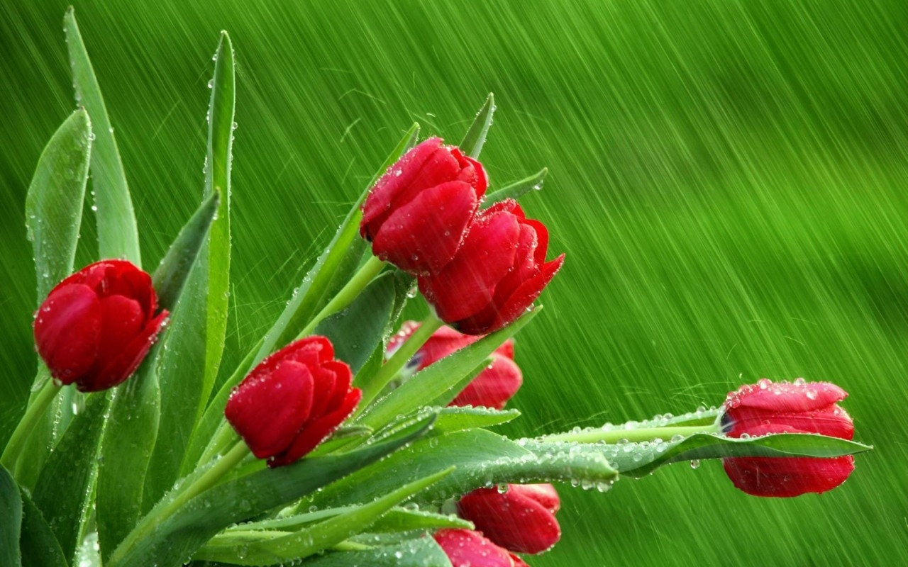 45451 télécharger le fond d'écran tulipes, plantes, fleurs, vert - économiseurs d'écran et images gratuitement