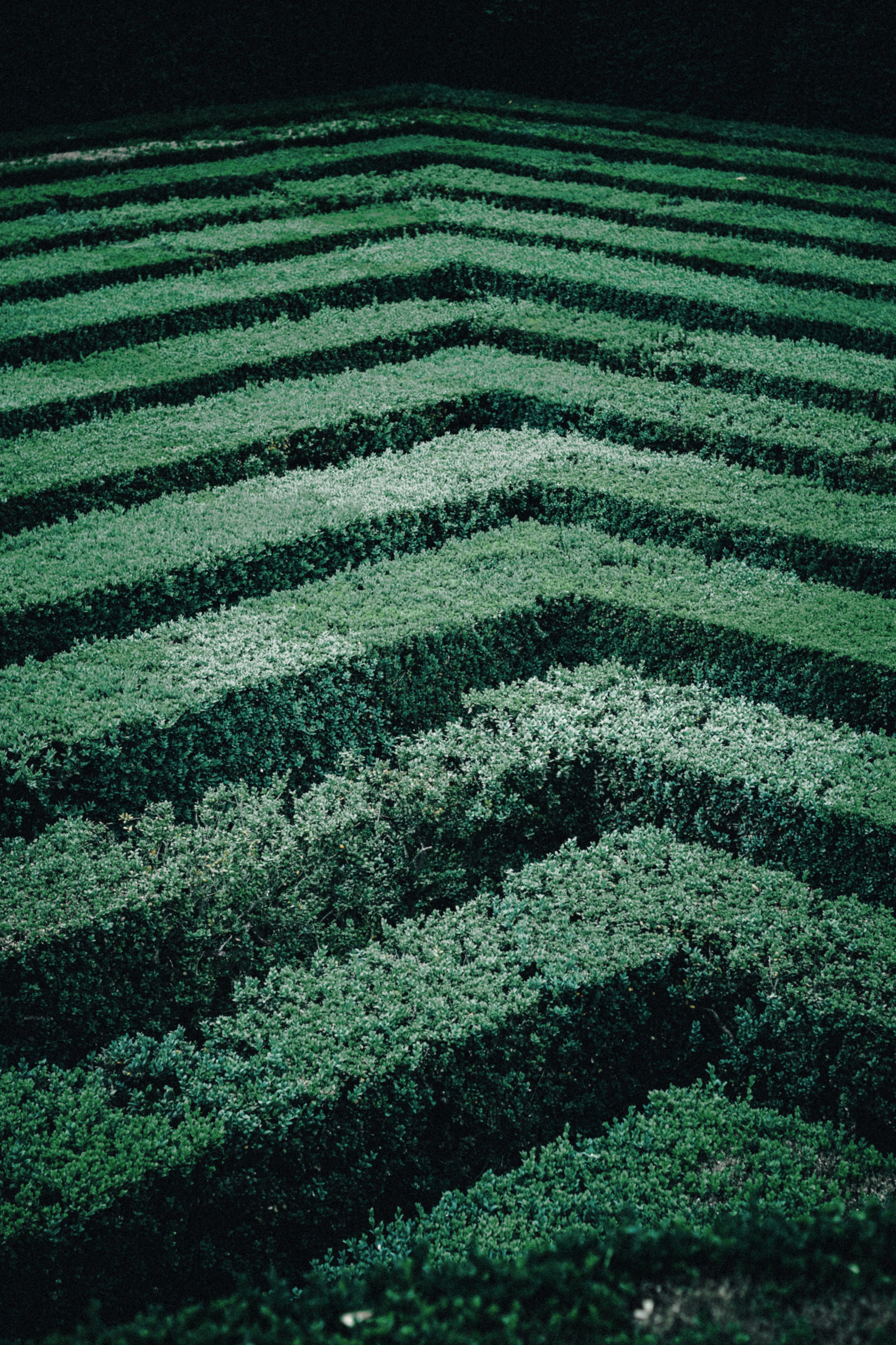 maze, stripes, leaves, bush, green, miscellanea, miscellaneous, streaks