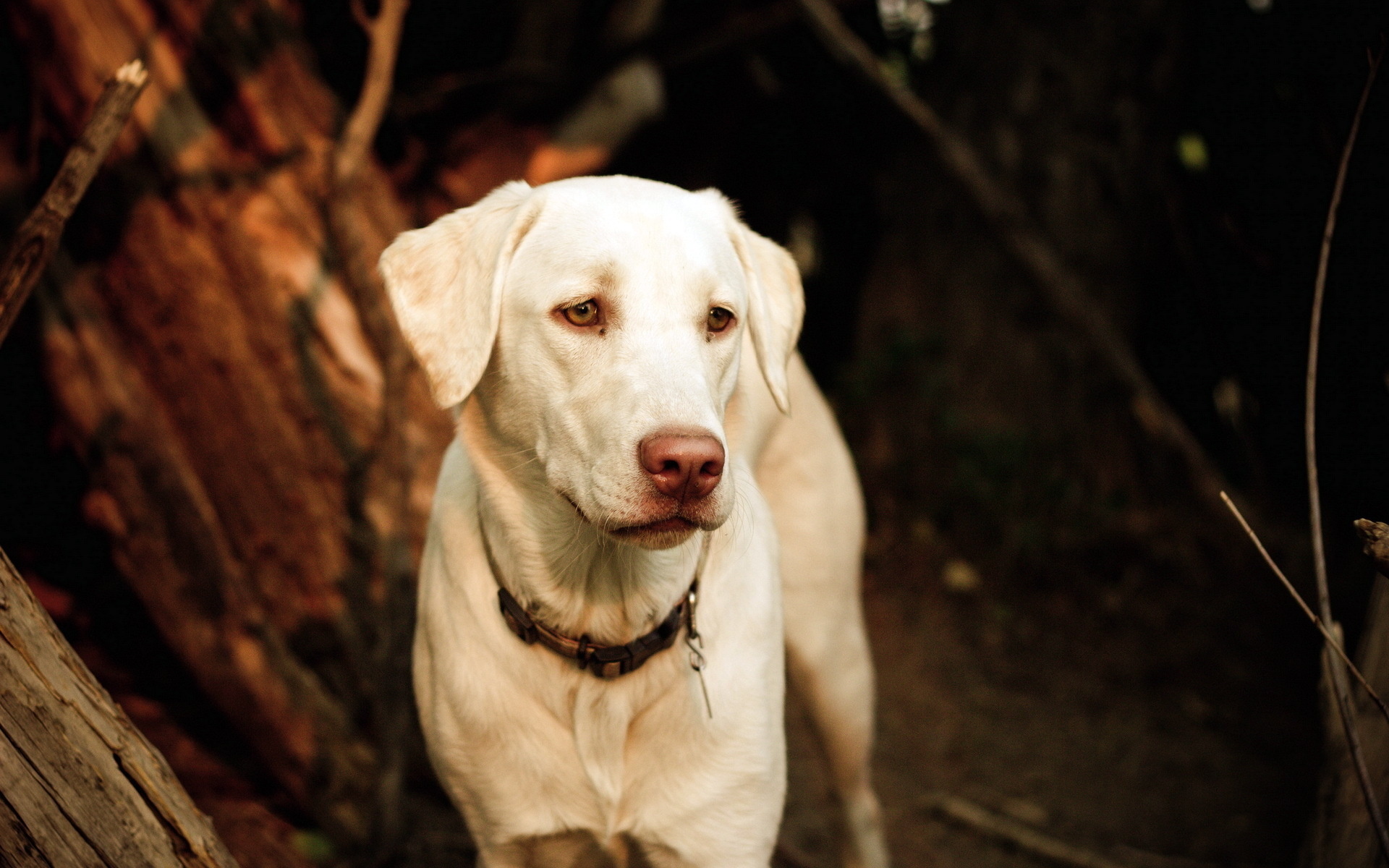 Baixar papel de parede para celular de Labrador Retriever, Cães, Cão, Animais gratuito.