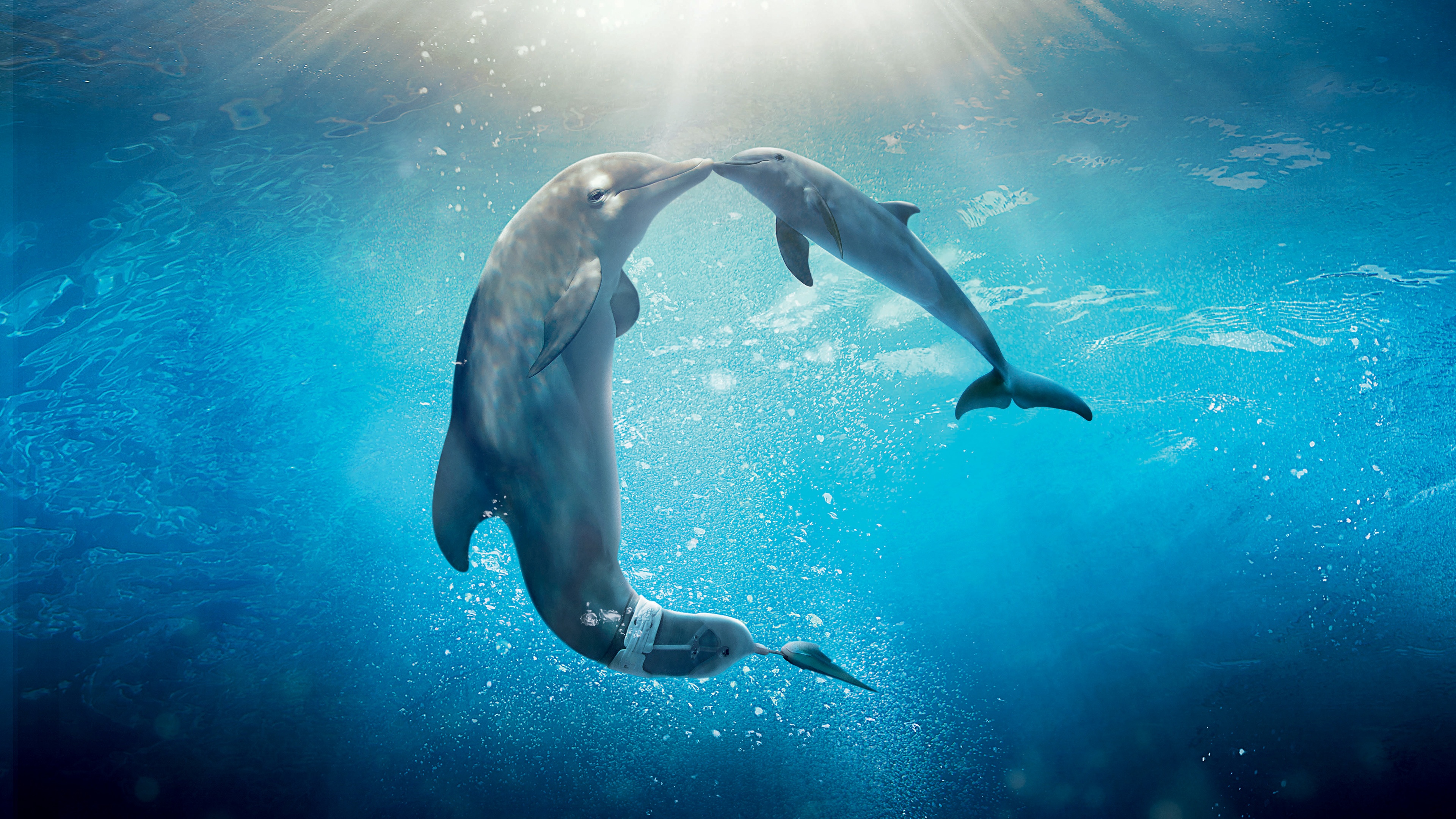 648361 Hintergrundbild herunterladen mein freund der delfin 2, filme - Bildschirmschoner und Bilder kostenlos