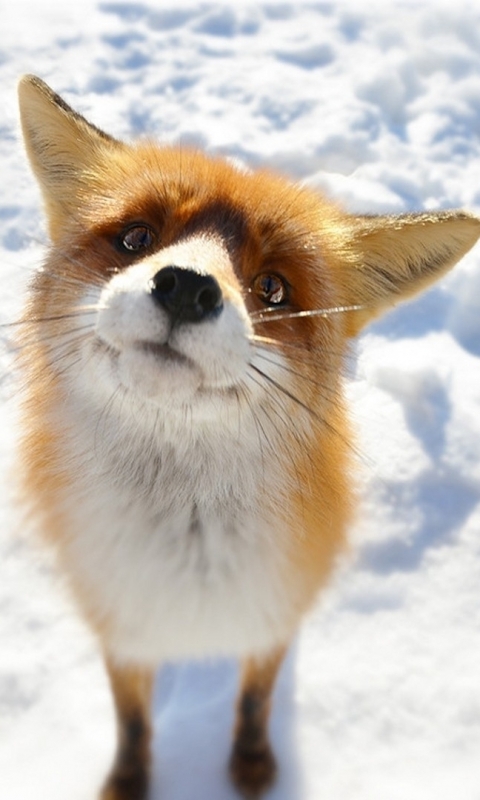 Download mobile wallpaper Fox, Animal for free.