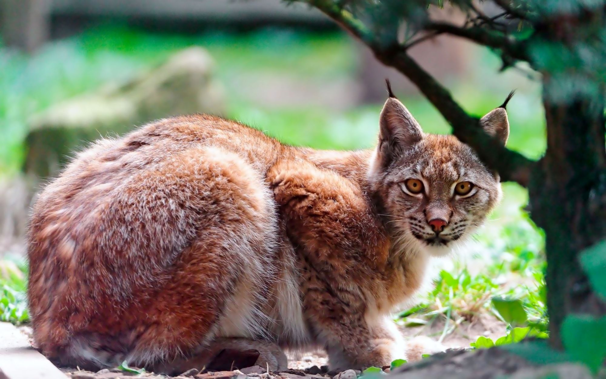 Free download wallpaper Animal, Lynx on your PC desktop