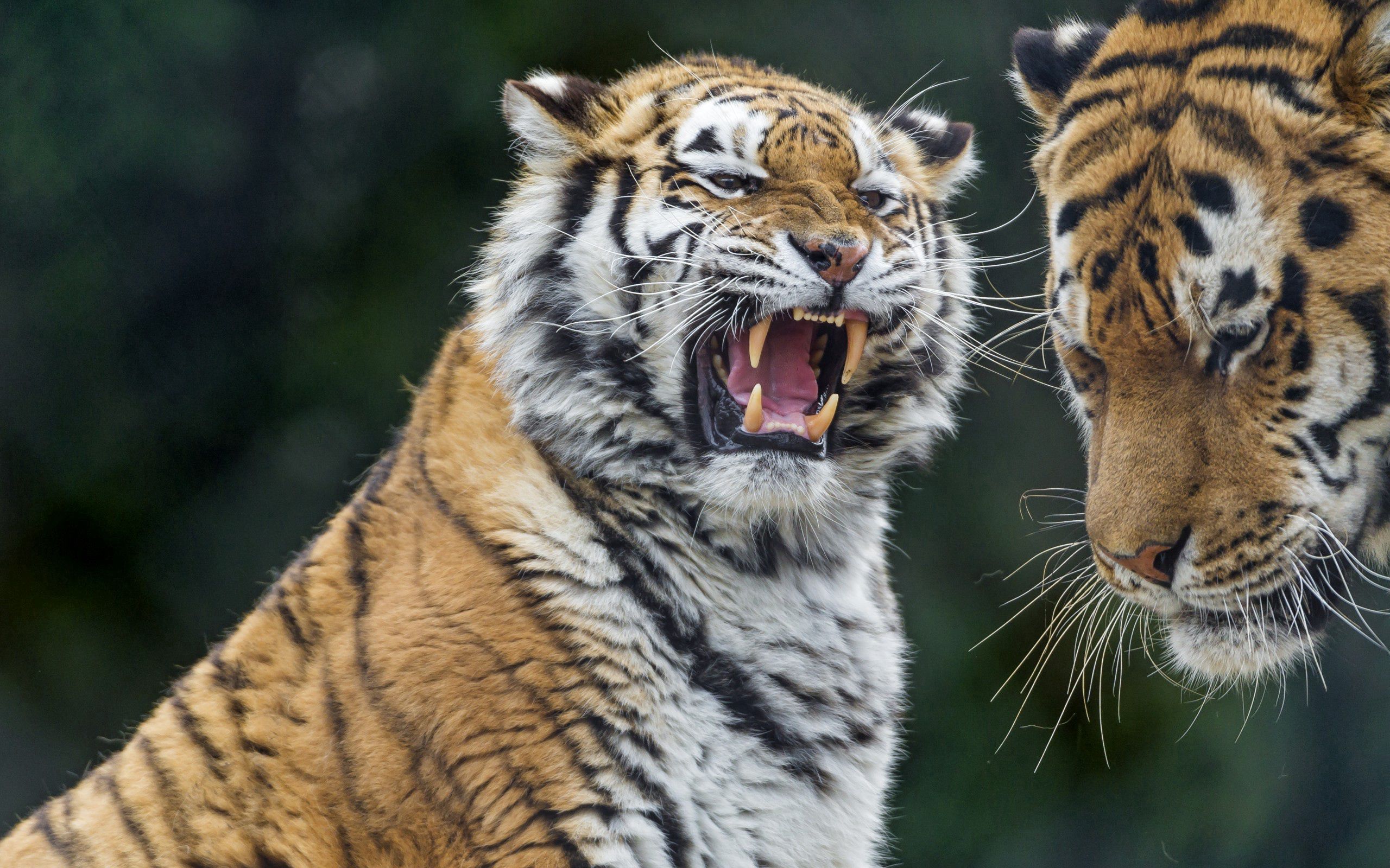 147621 Bild herunterladen tiere, tigers, aggression, grinsen, grin, raubtier, predator, tiger - Hintergrundbilder und Bildschirmschoner kostenlos