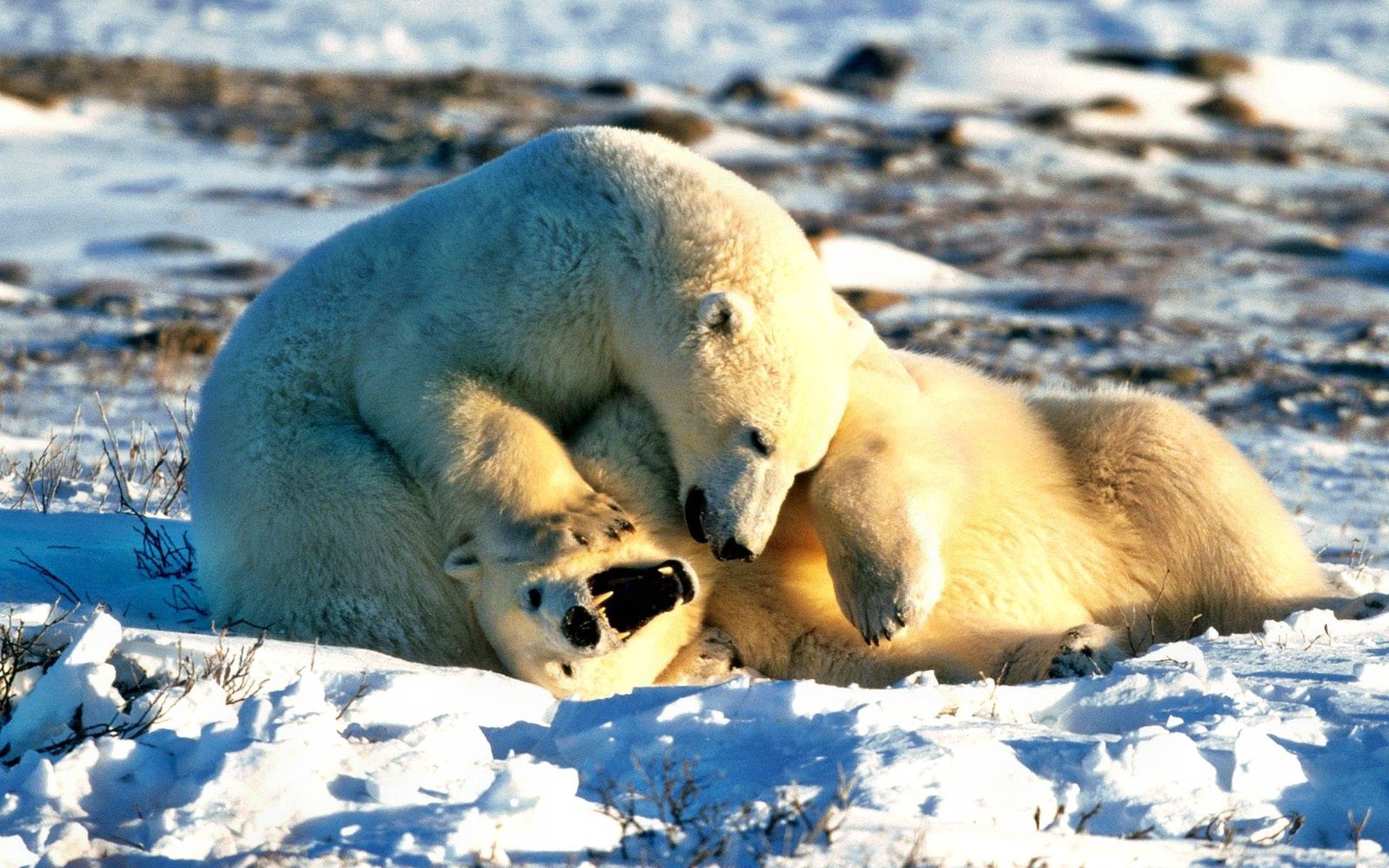 Laden Sie das Paar, Spielerische, Spielerisch, Tiere, Schnee, Bär, Eisbär-Bild kostenlos auf Ihren PC-Desktop herunter