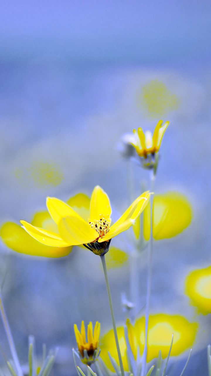 Download mobile wallpaper Nature, Flowers, Flower, Earth, Yellow Flower for free.
