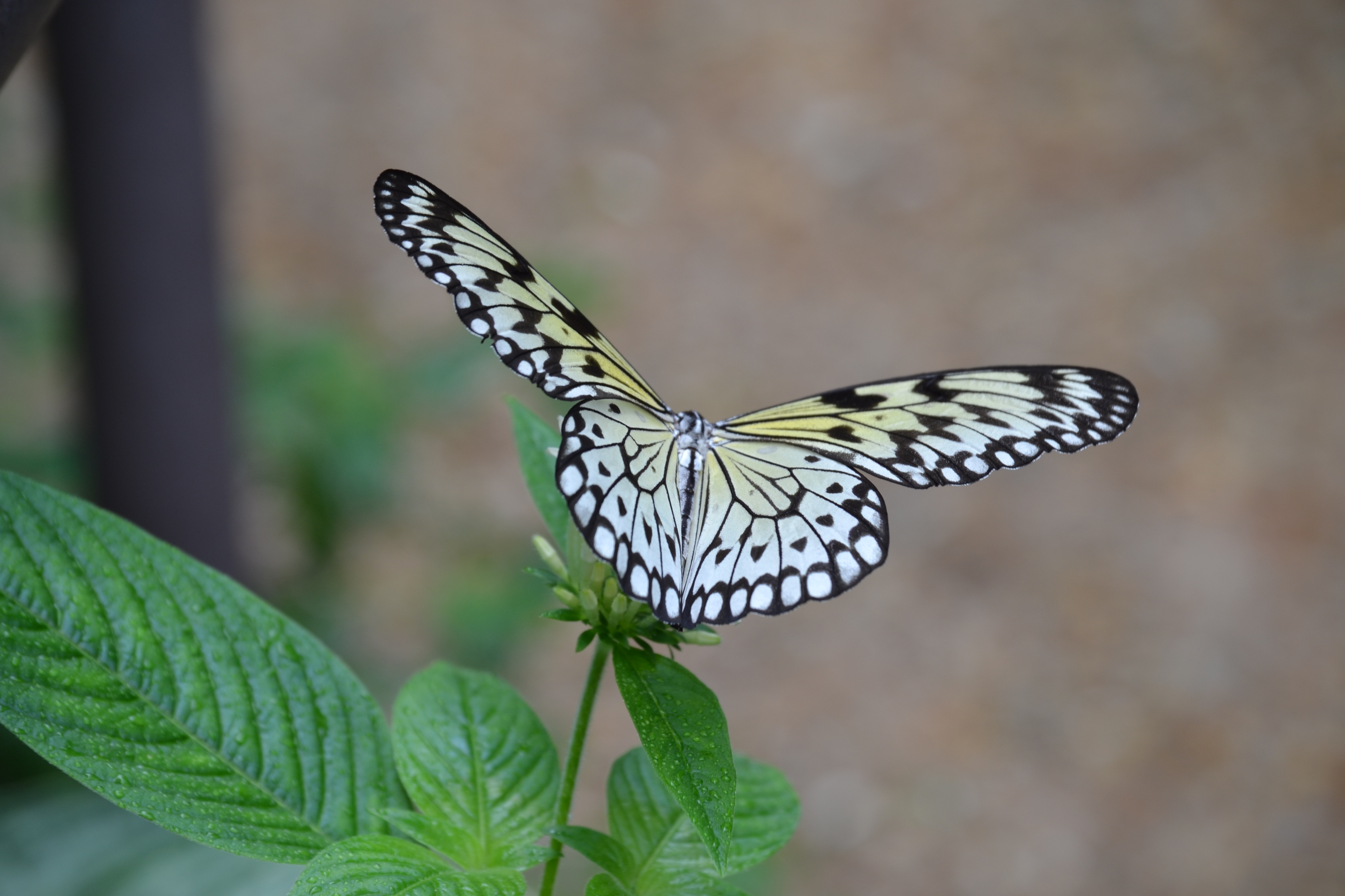100369 скачать обои растение, макро, бабочка, крылья, взмах - заставки и картинки бесплатно