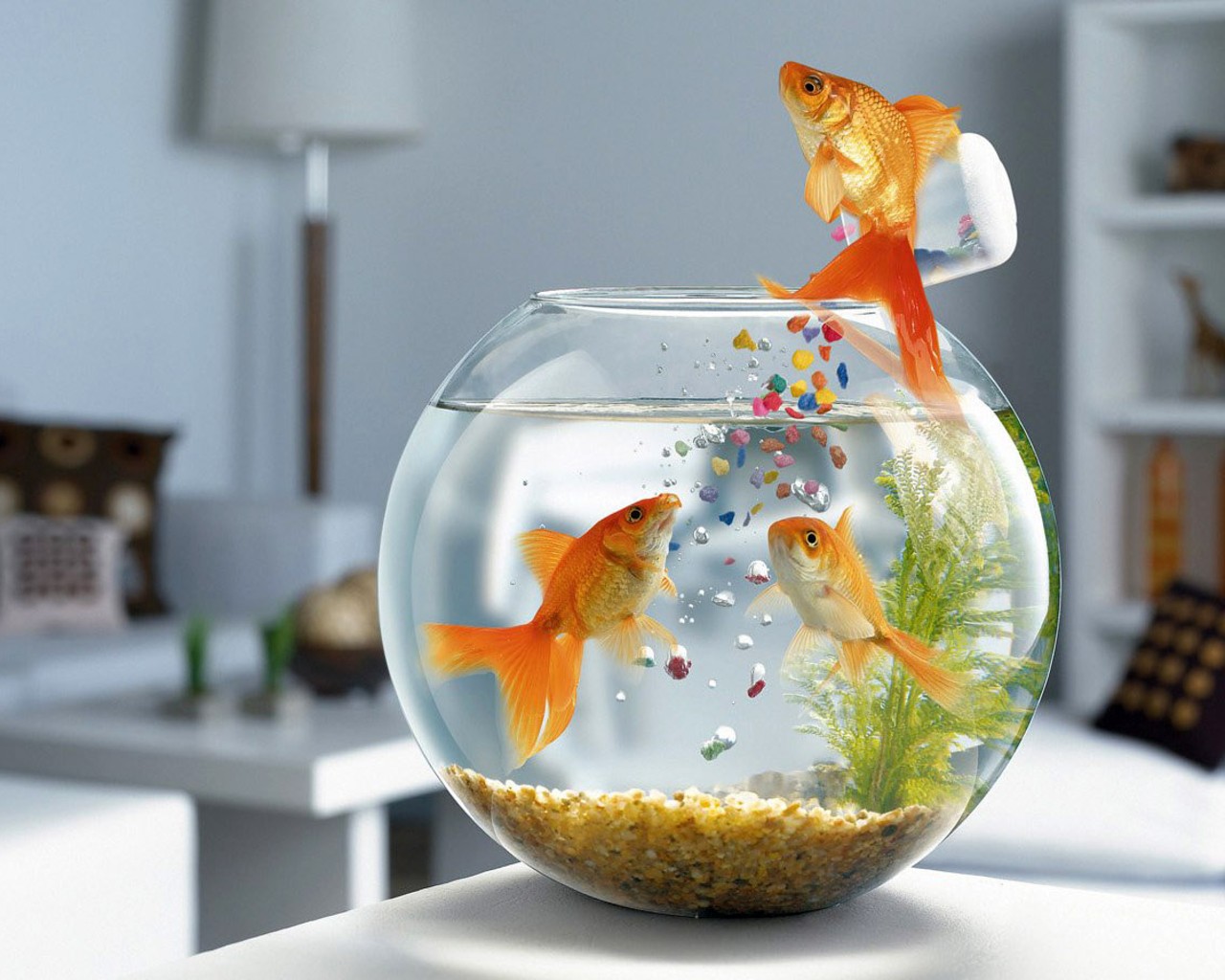 animal, goldfish, fish