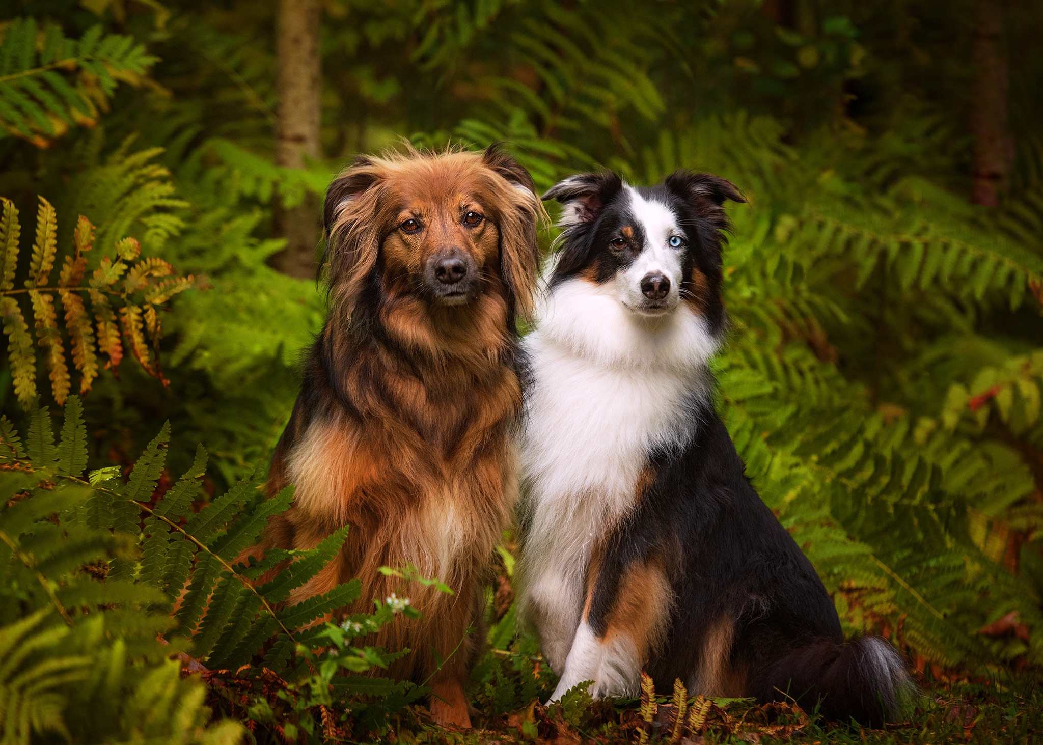 Téléchargez des papiers peints mobile Chiens, Chien, Animaux gratuitement.