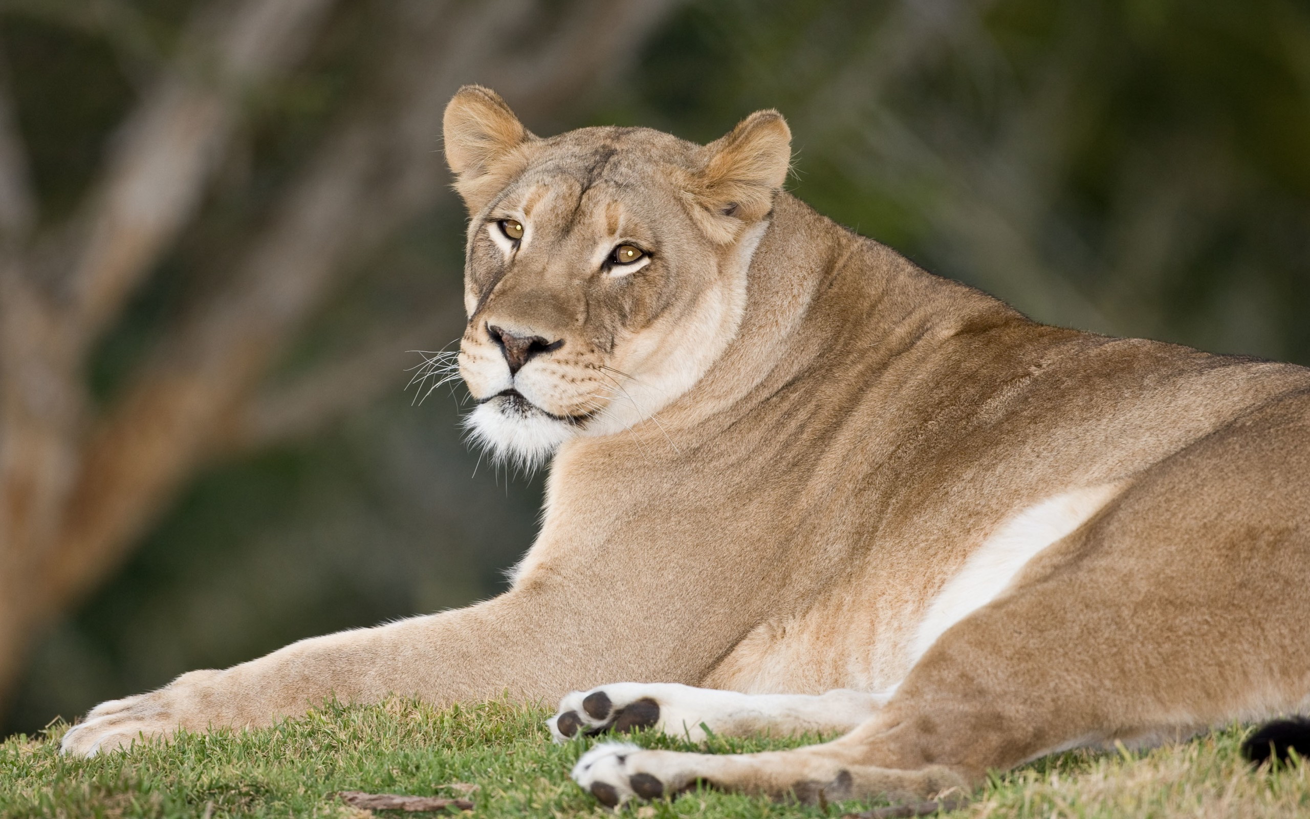 Descarga gratuita de fondo de pantalla para móvil de Animales, Gatos, León.