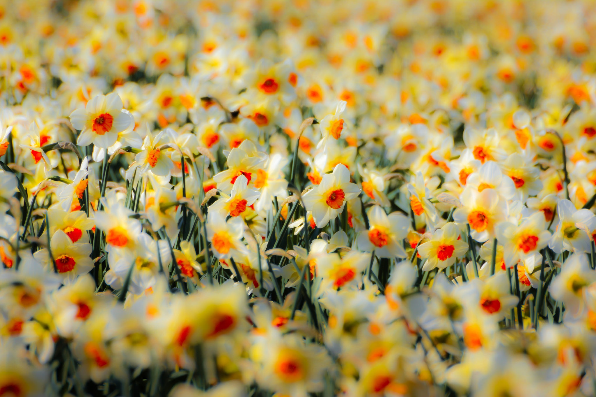 Download mobile wallpaper Nature, Flowers, Flower, Earth, White Flower, Daffodil for free.
