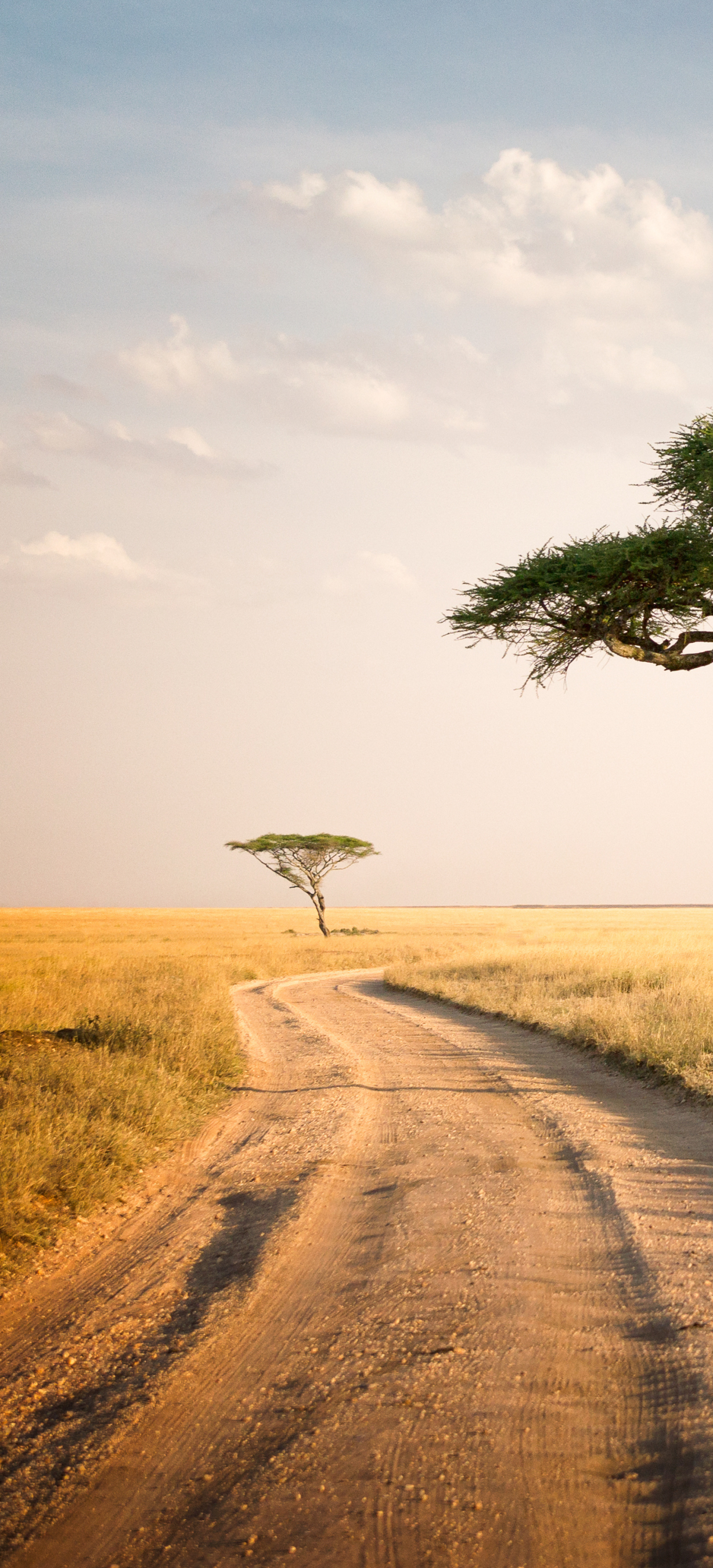 Скачать картинку Дорожка, Сделано Человеком, Танзания, Национальный Парк Серенгети в телефон бесплатно.