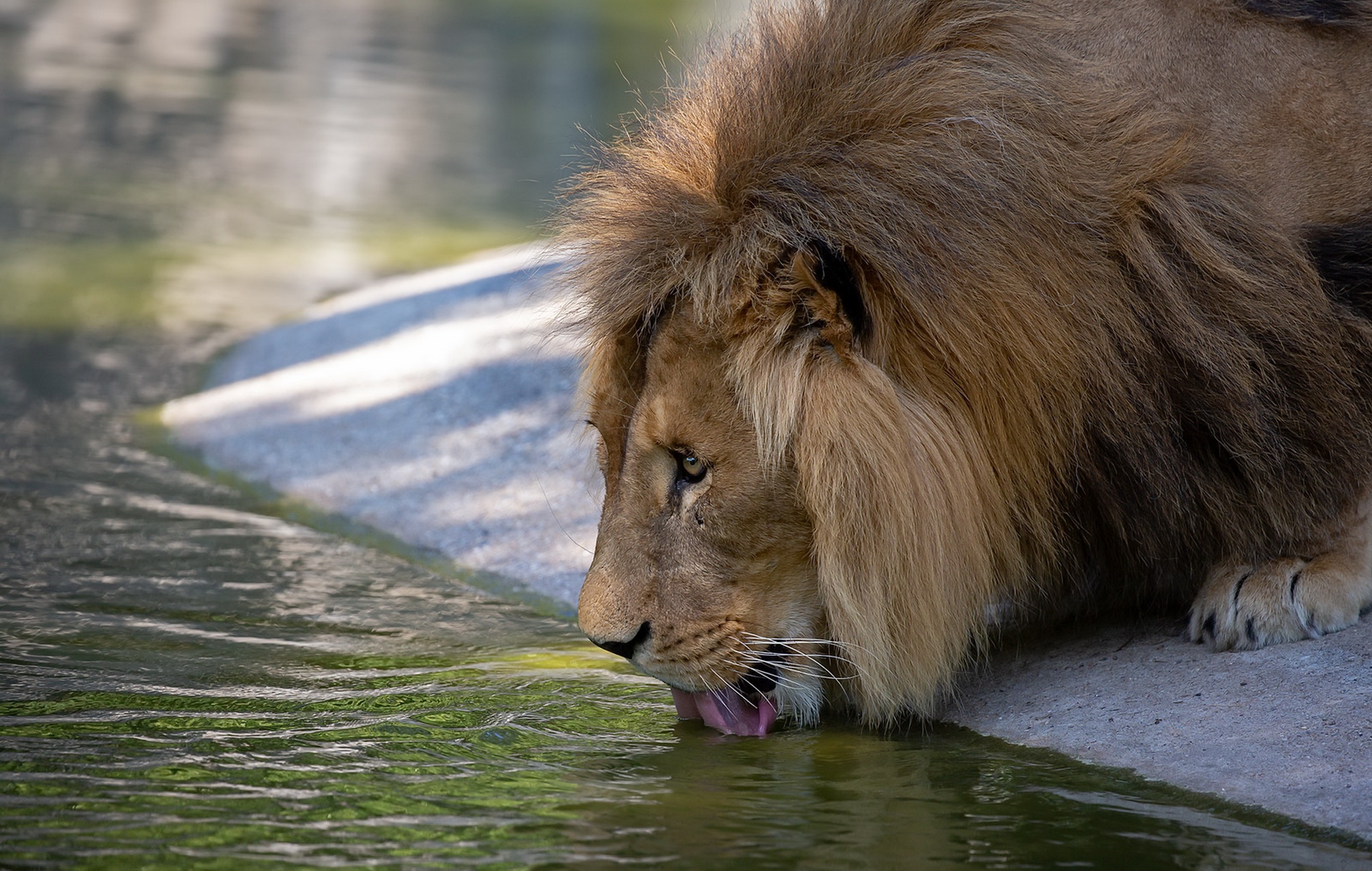 Téléchargez des papiers peints mobile Animaux, Chats, Lion gratuitement.