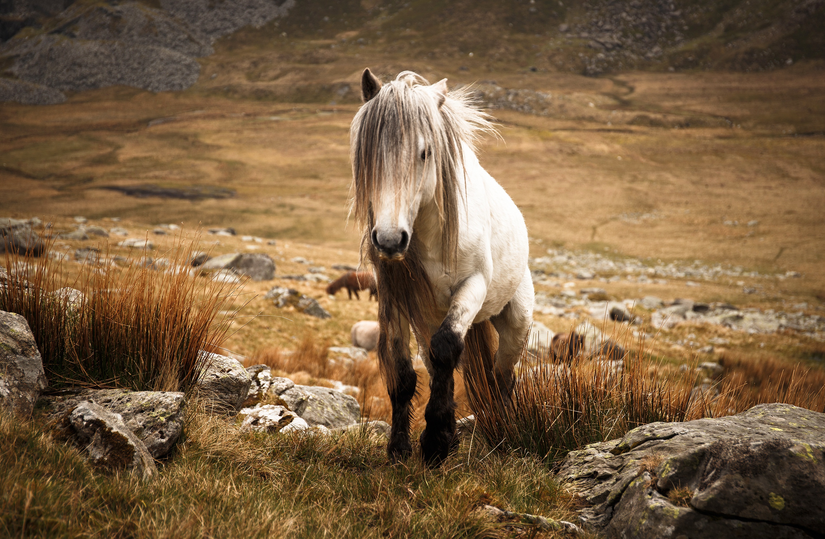 Free download wallpaper Animal, Horse on your PC desktop