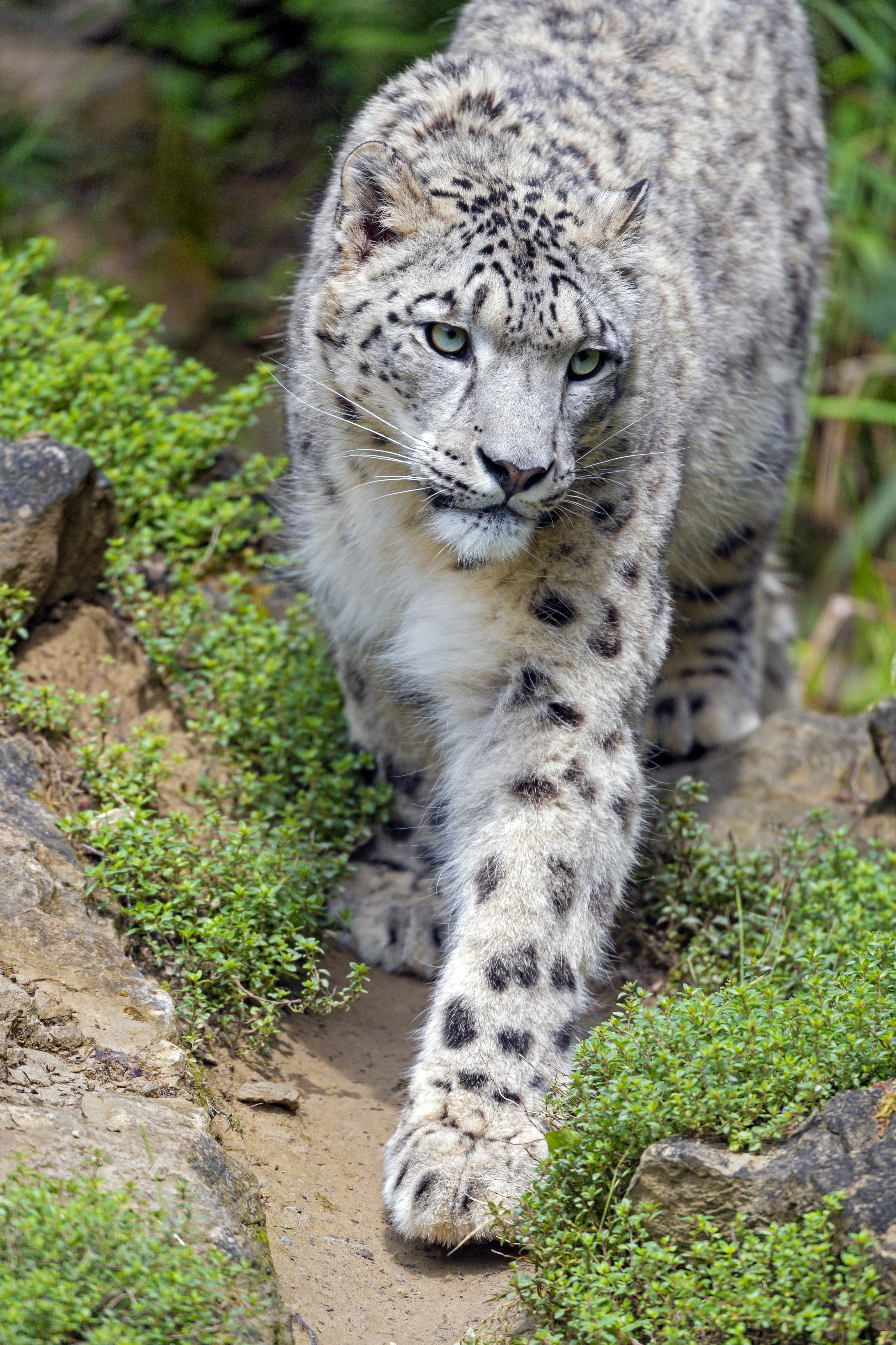 snow leopard, animals, stones, predator, big cat, sight, opinion Full HD