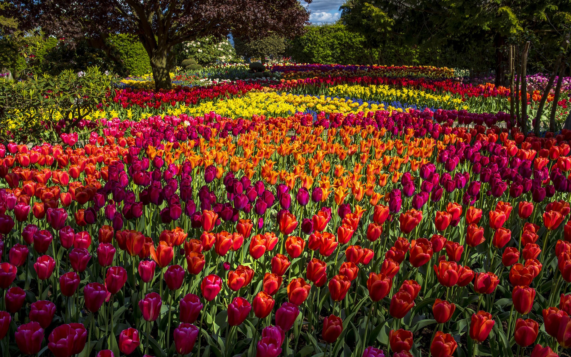 Download mobile wallpaper Flowers, Flower, Park, Tree, Earth, Colorful, Spring, Tulip, Netherlands for free.
