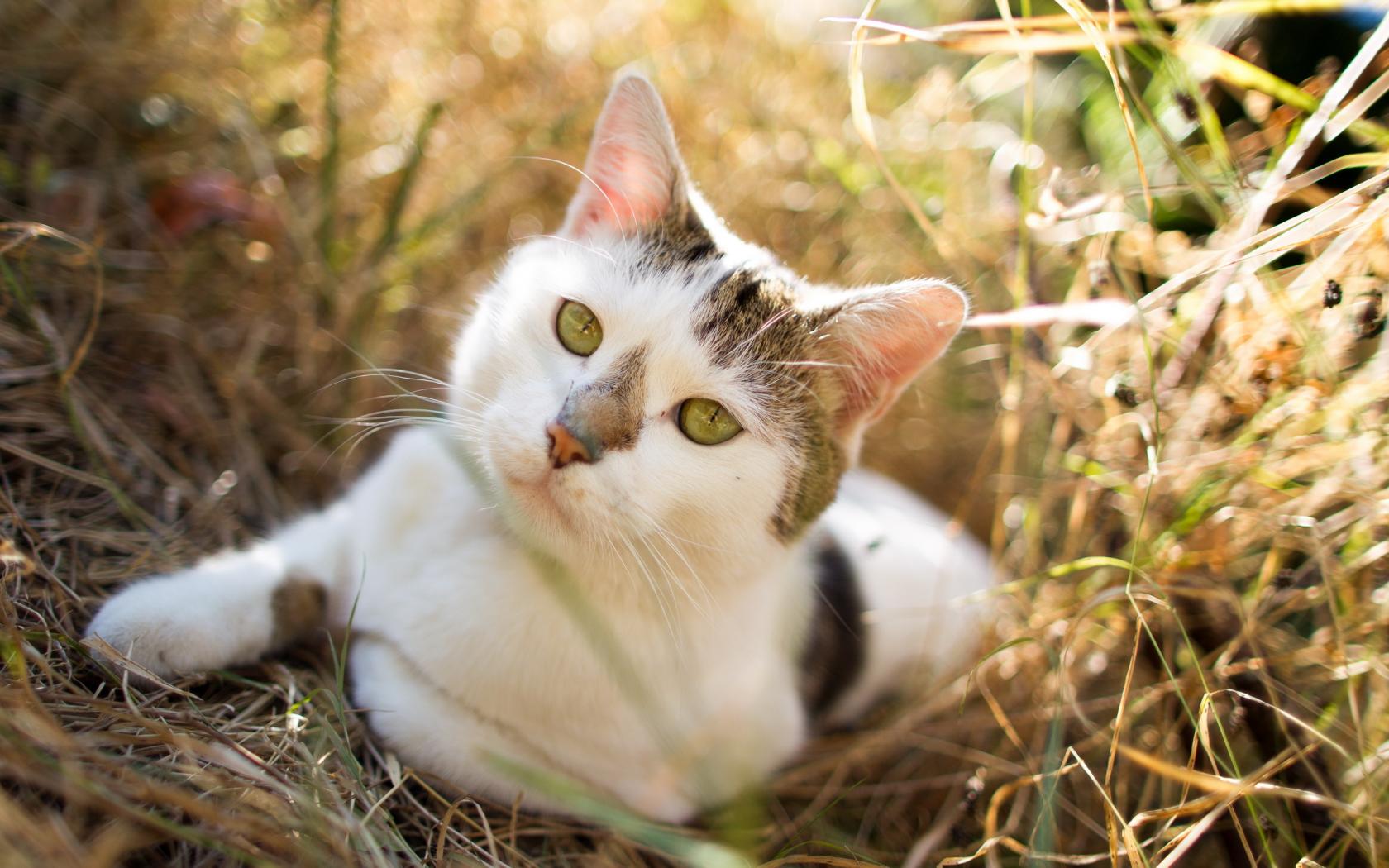 Handy-Wallpaper Tiere, Katzen, Katze kostenlos herunterladen.