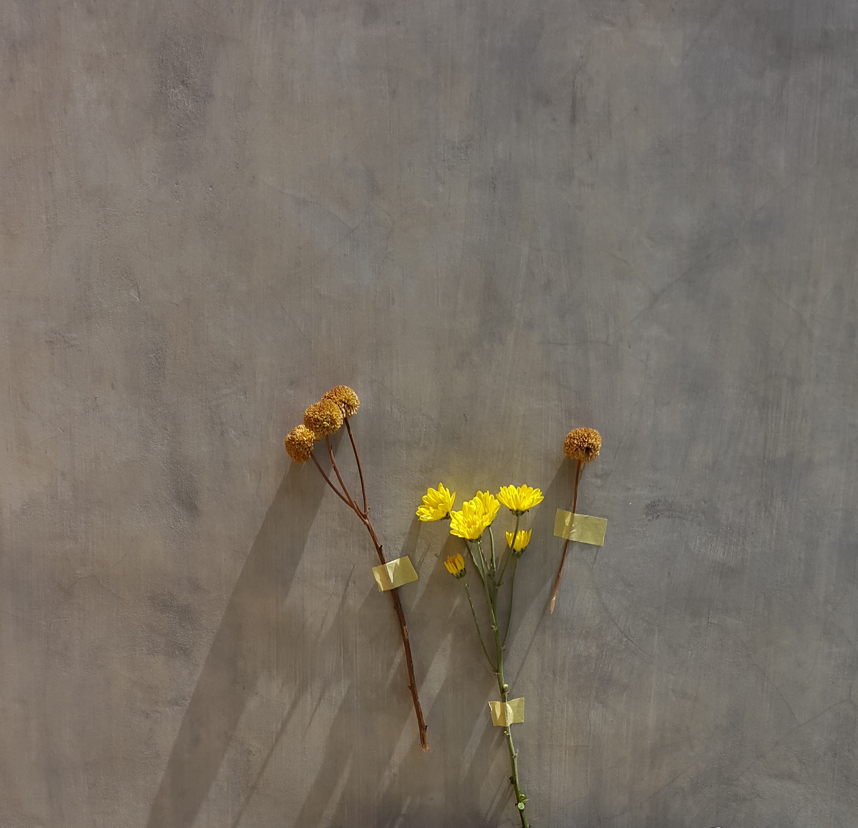 151898 скачать обои цветы, сухой, желтый, гербарий - заставки и картинки бесплатно