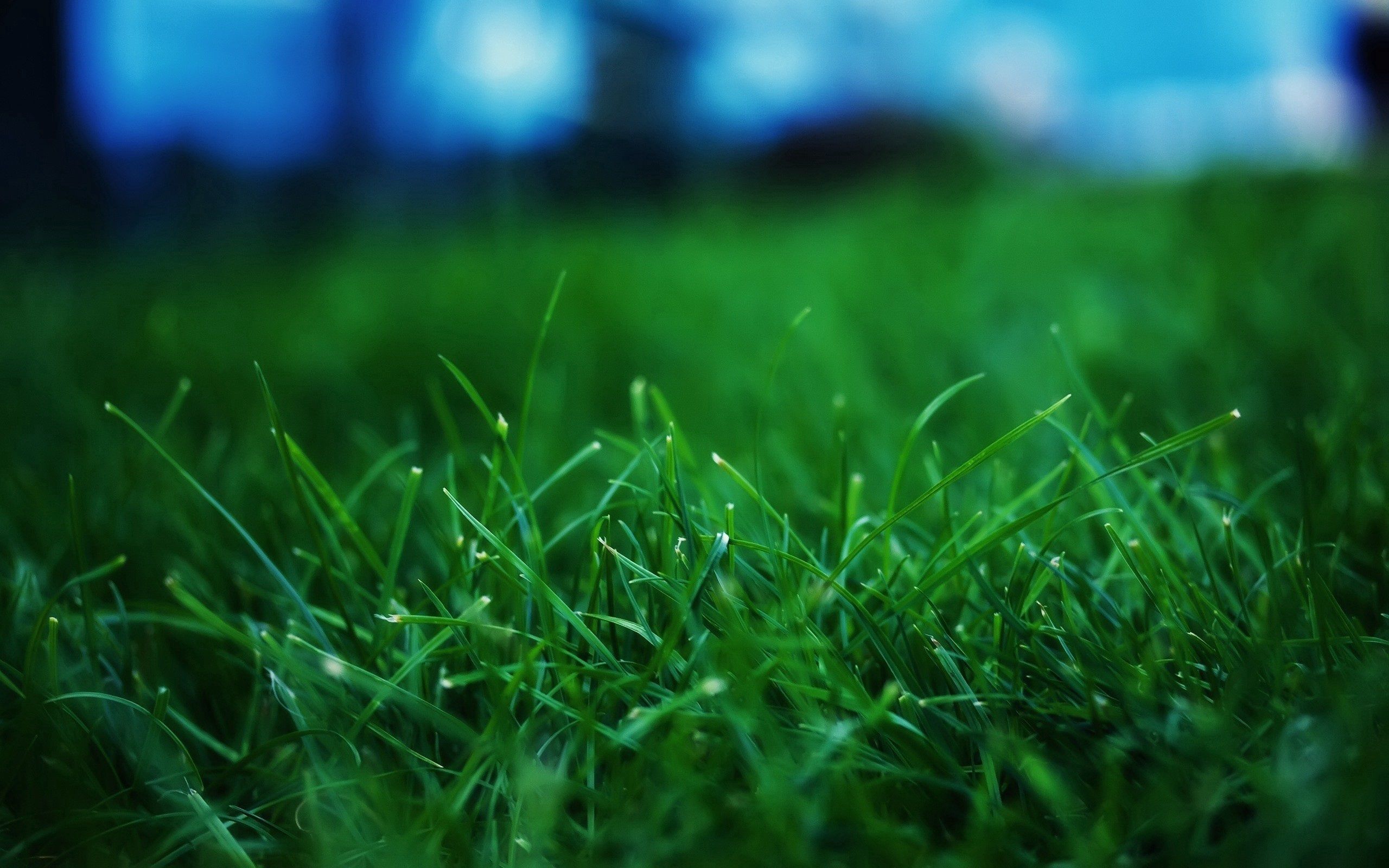 grass, summer, macro, lawn