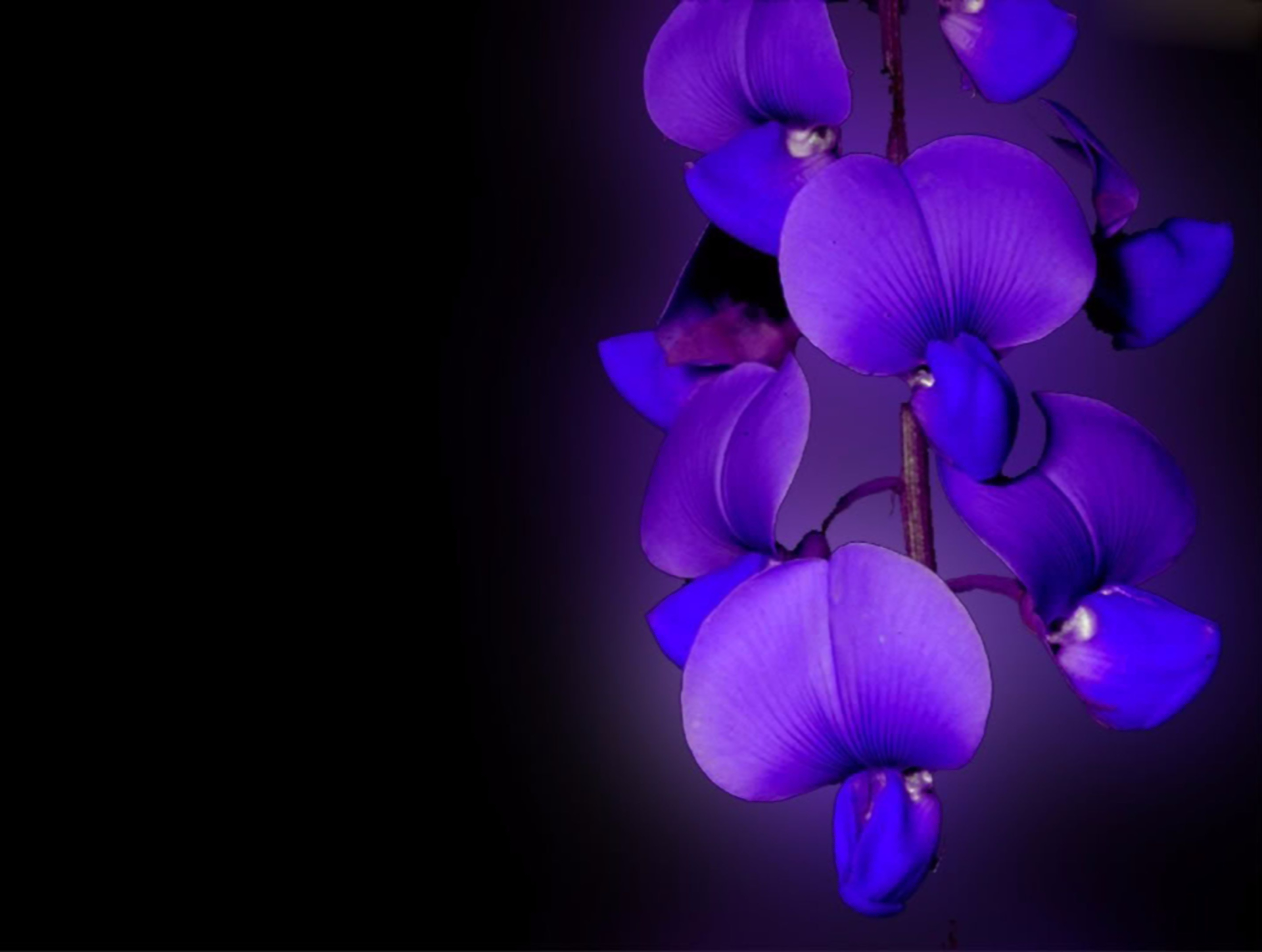 Download mobile wallpaper Flowers, Flower, Close Up, Earth, Orchid, Purple Flower for free.