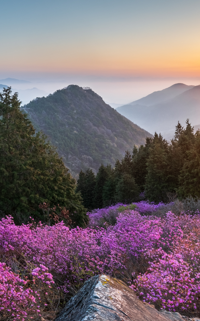 Handy-Wallpaper Landschaft, Berg, Blume, Nebel, Gebirge, Erde/natur kostenlos herunterladen.